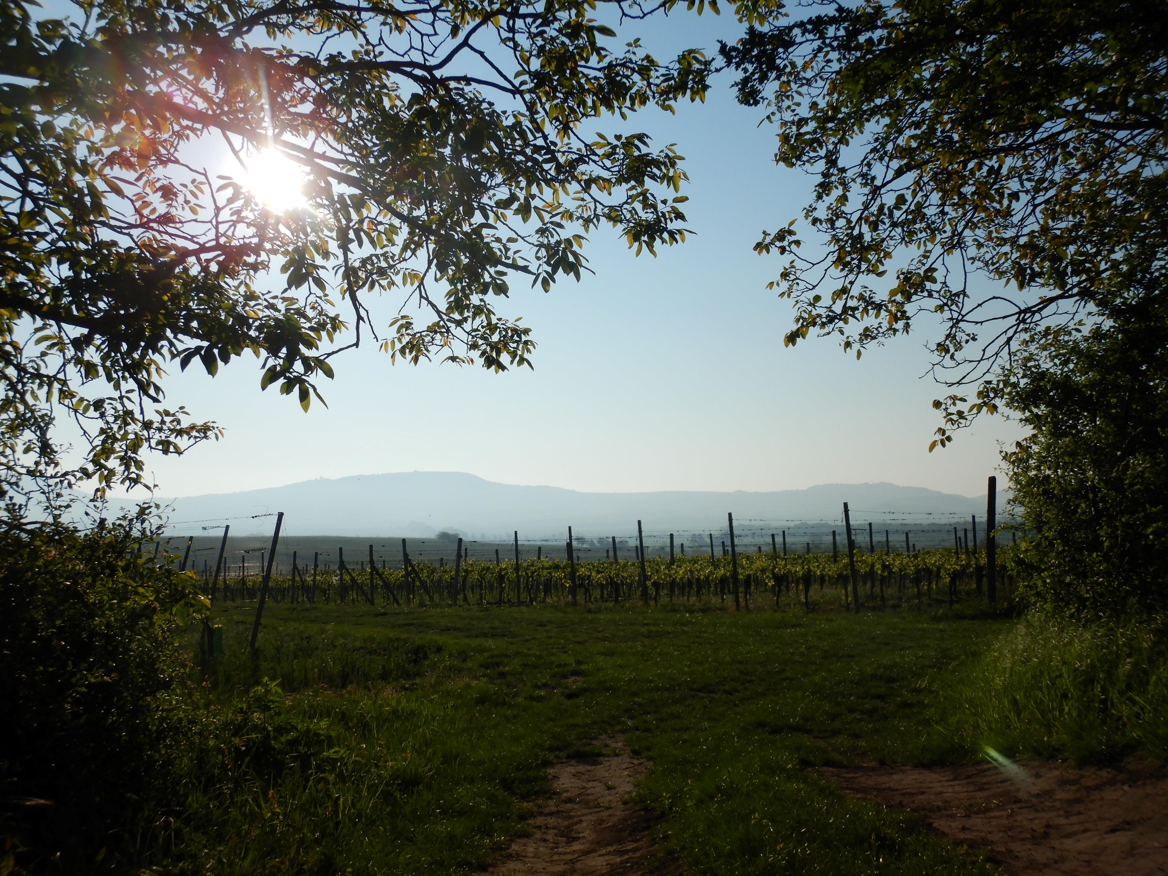 DSCN7413 2026-05-10, südmähren.jpg