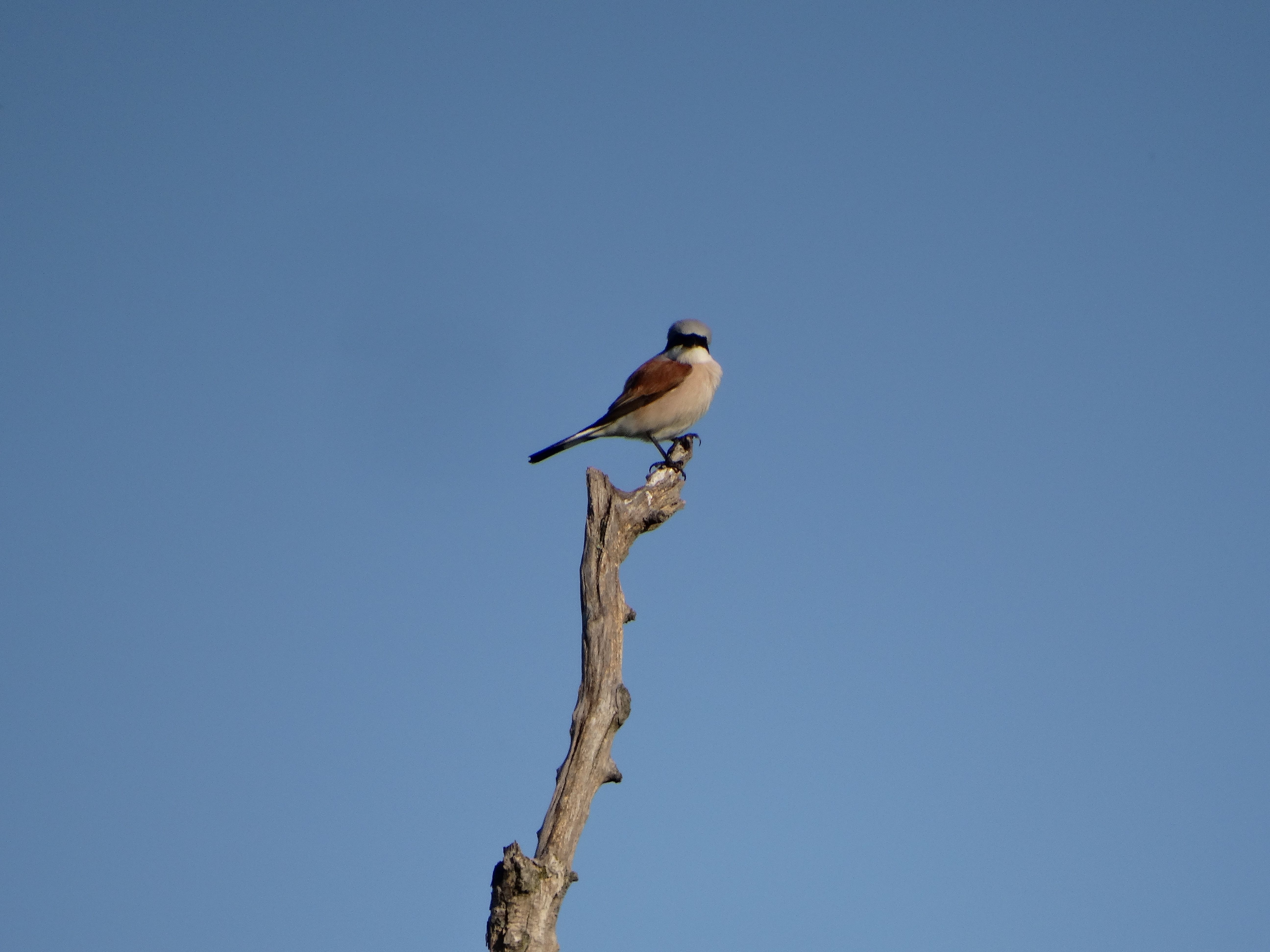 DSC02144 2026-05-10, südmähren, lanius collurio.jpg