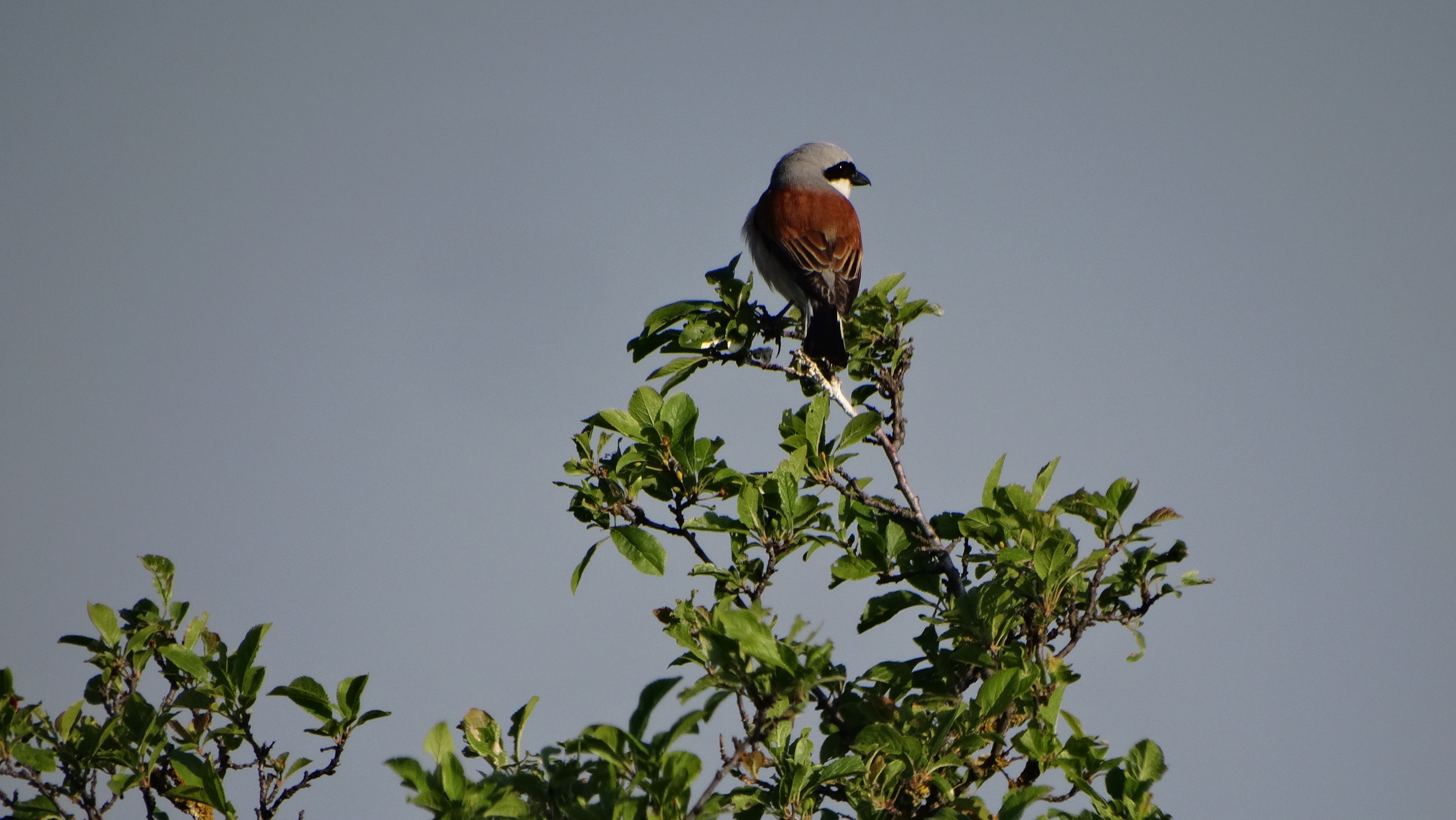 DSC02152 2026-05-10, südmähren, lanius collurio.jpg