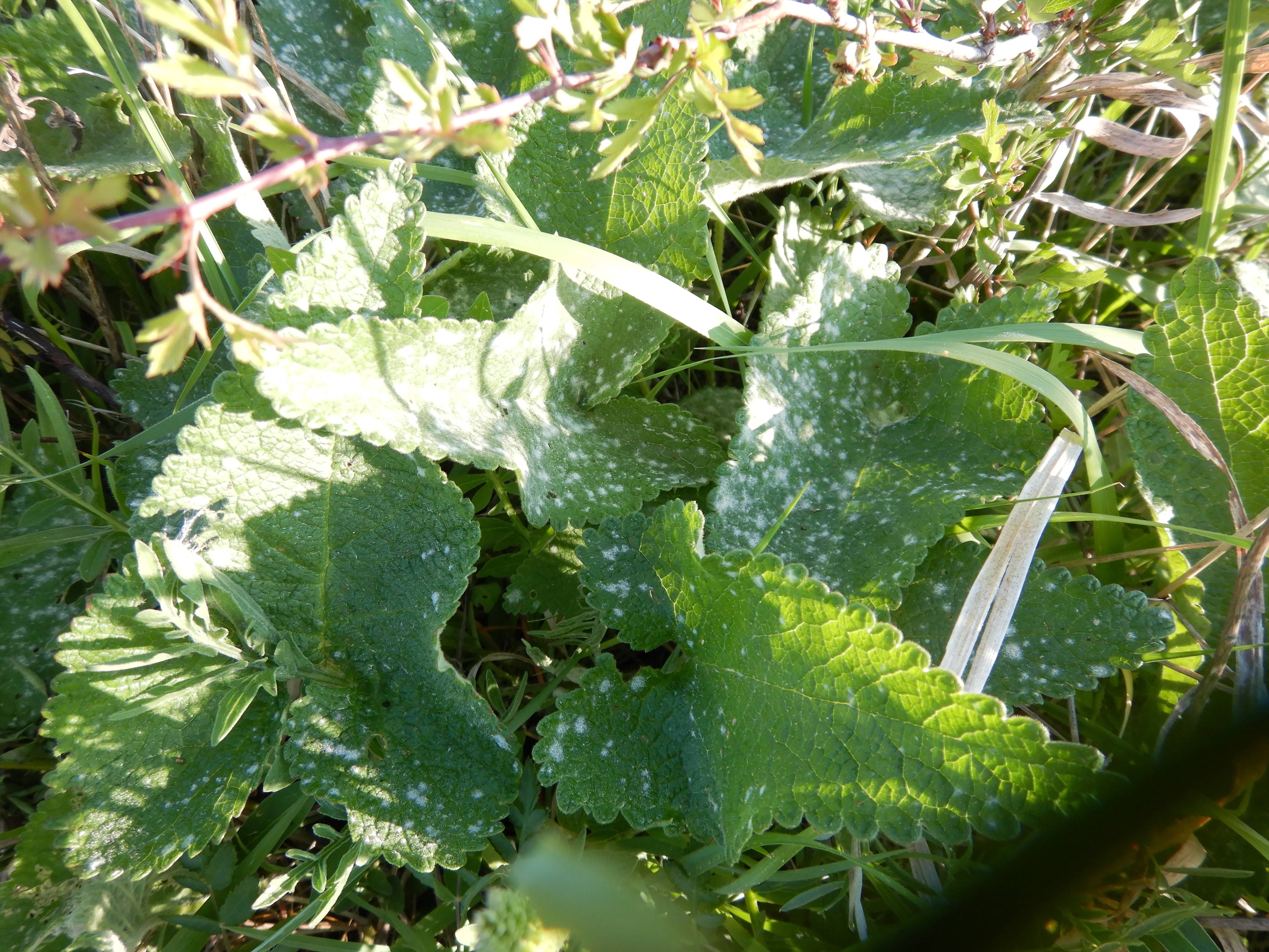DSCN7433 2026-05-10, südmähren, phlomis tuberosa.jpg