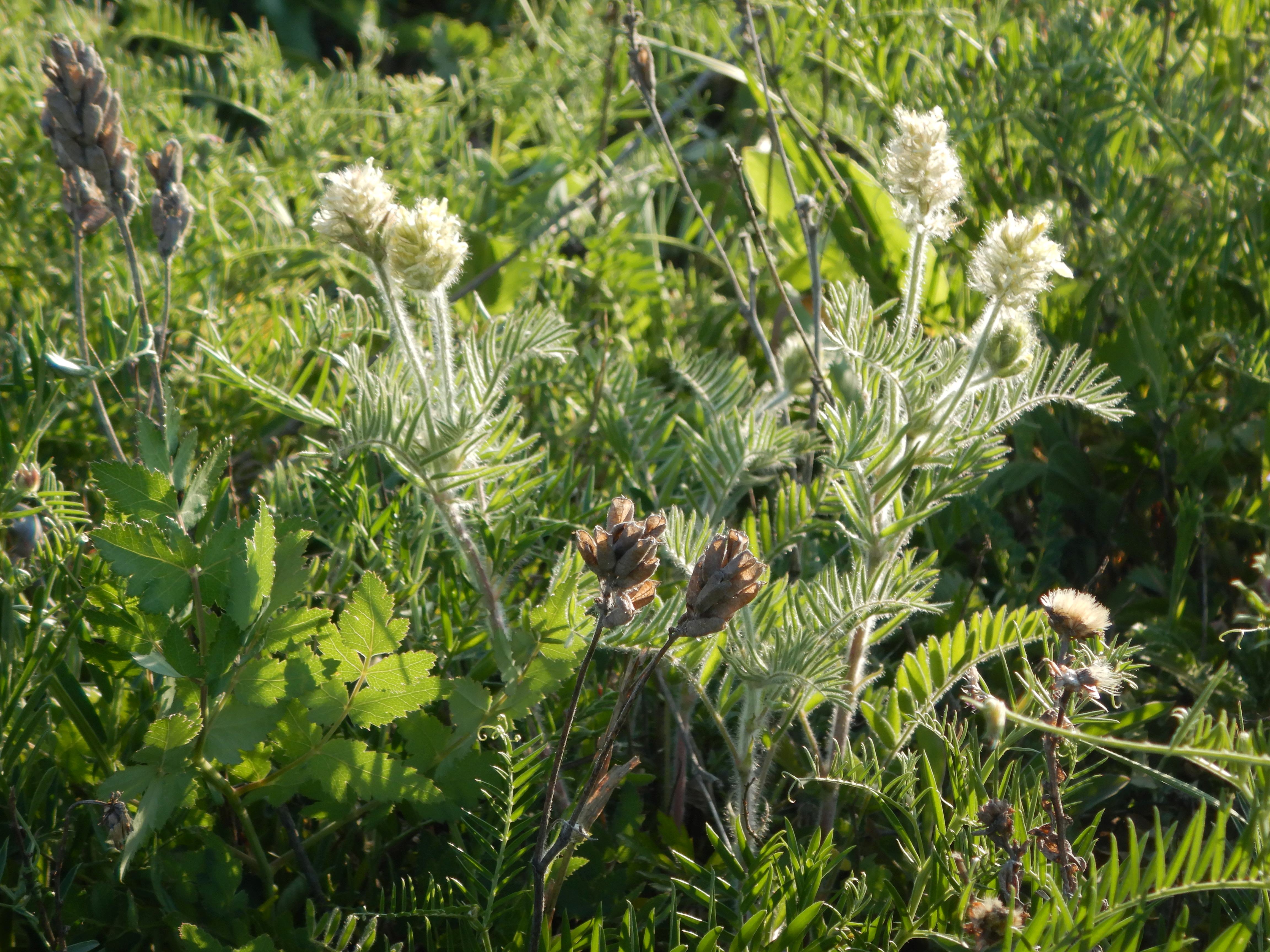 DSCN7452 2026-05-10, südmähren, oxytropis pilosa (häufig).jpg