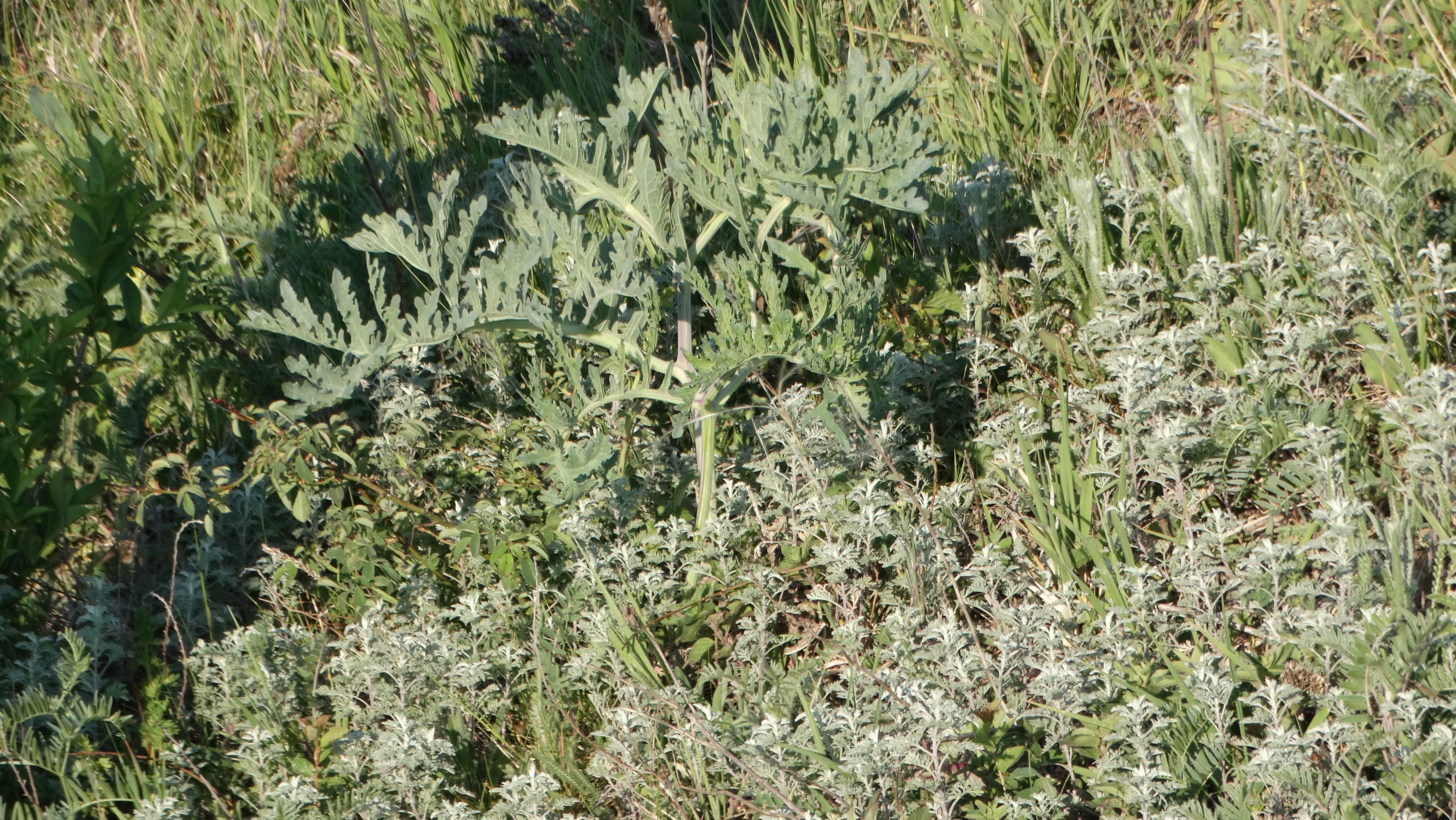 DSC02185 2026-05-10, südmähren, crambe tataria, artemisia pontica.jpg