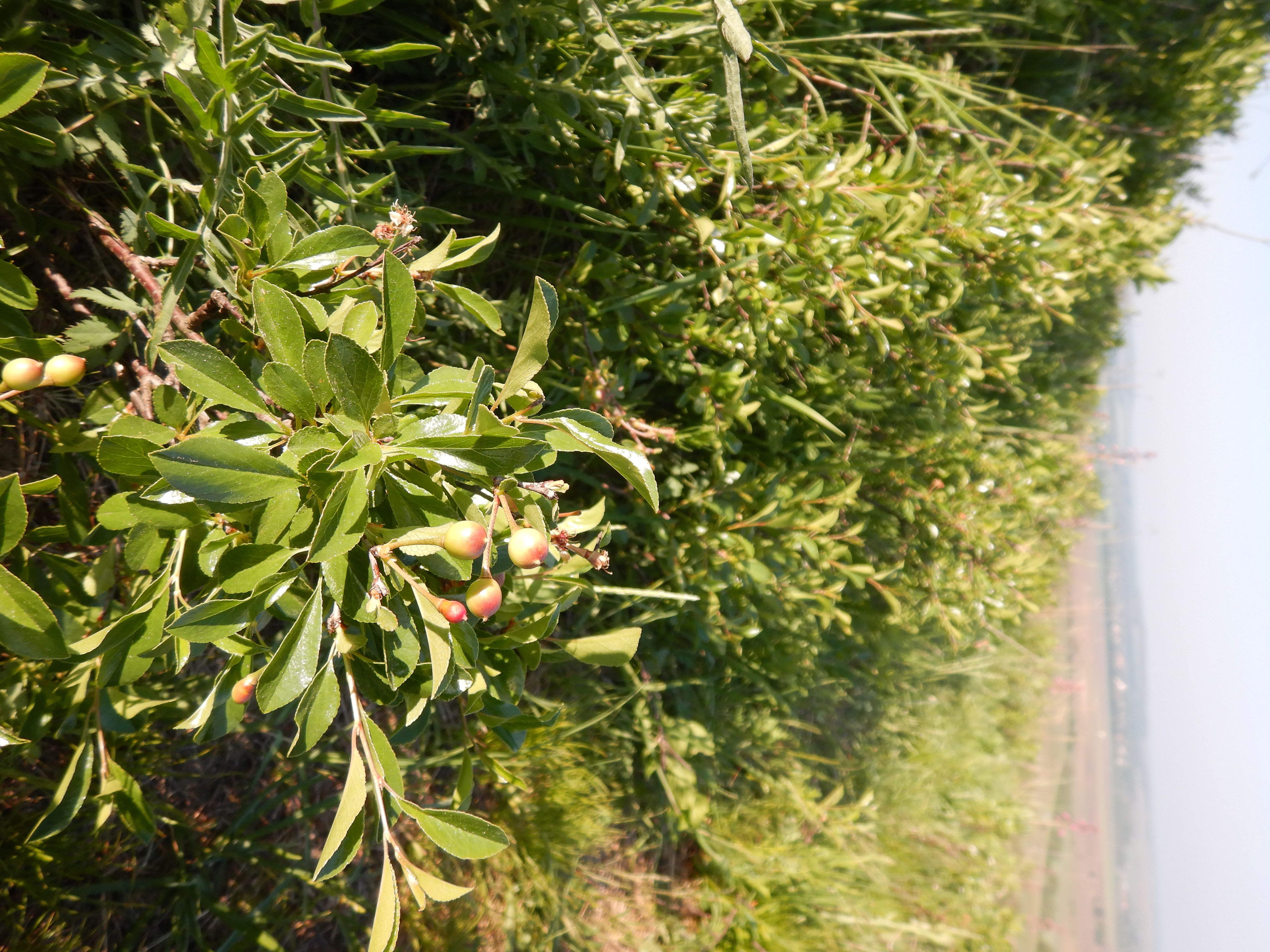DSCN7488 2026-05-10, südmähren, prunus fruticosa.jpg
