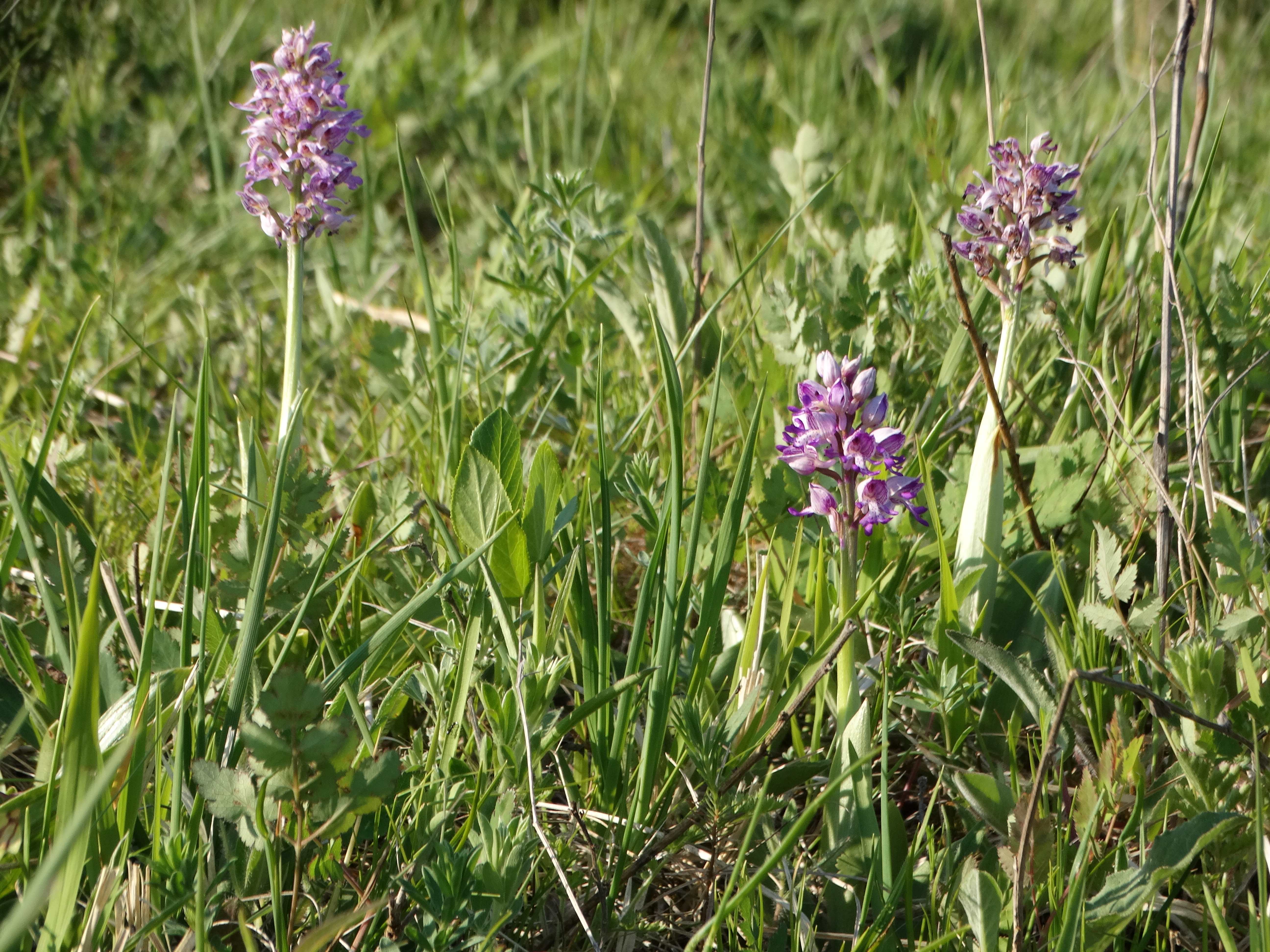 DSC02207 2026-05-10, südmähren, orchis militaris.jpg