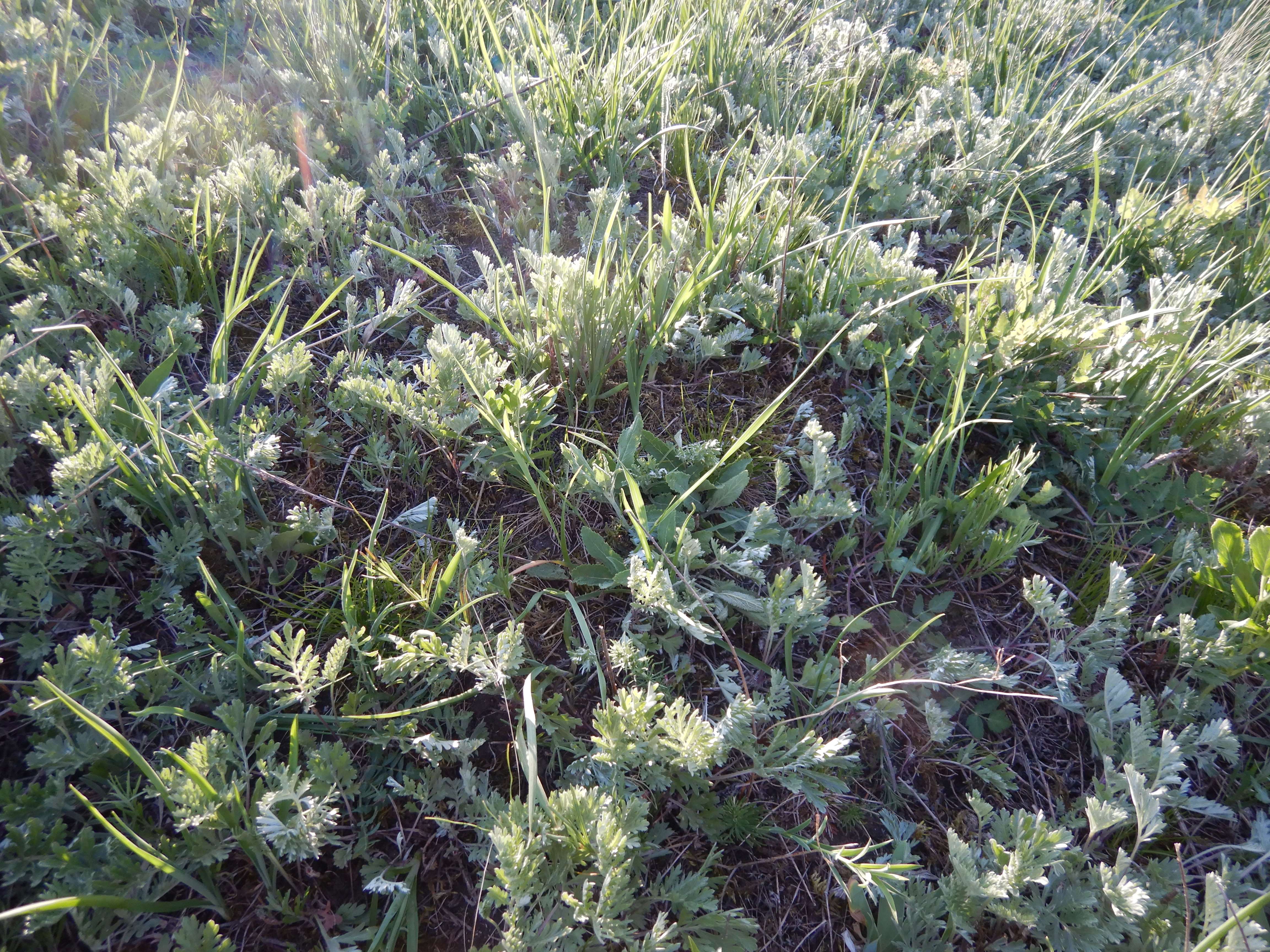 DSCN7492 2026-05-10, südmähren, artemisia pancicii.jpg
