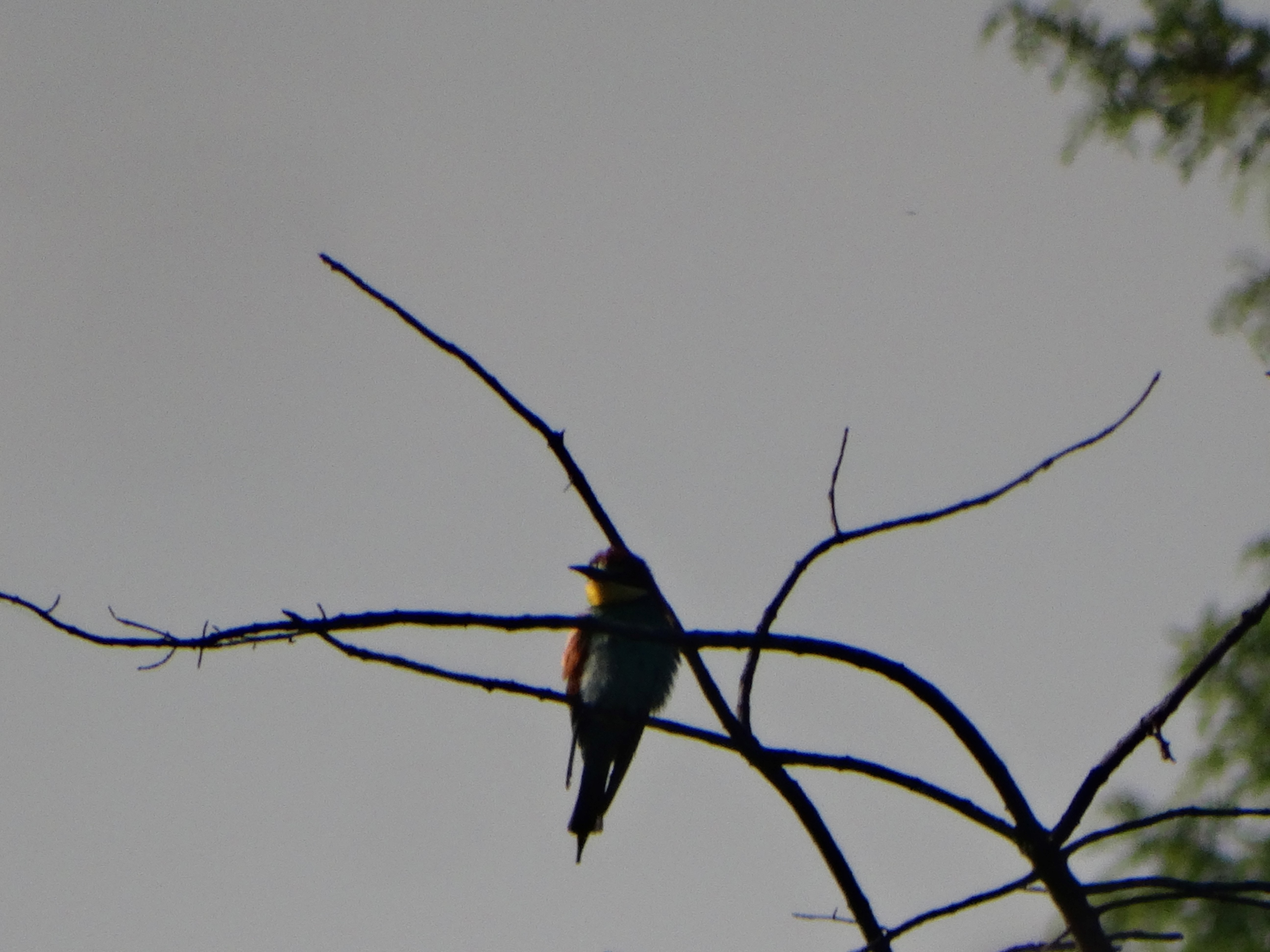 DSC02226 2026-05-10, südmähren, merops apiaster.jpg