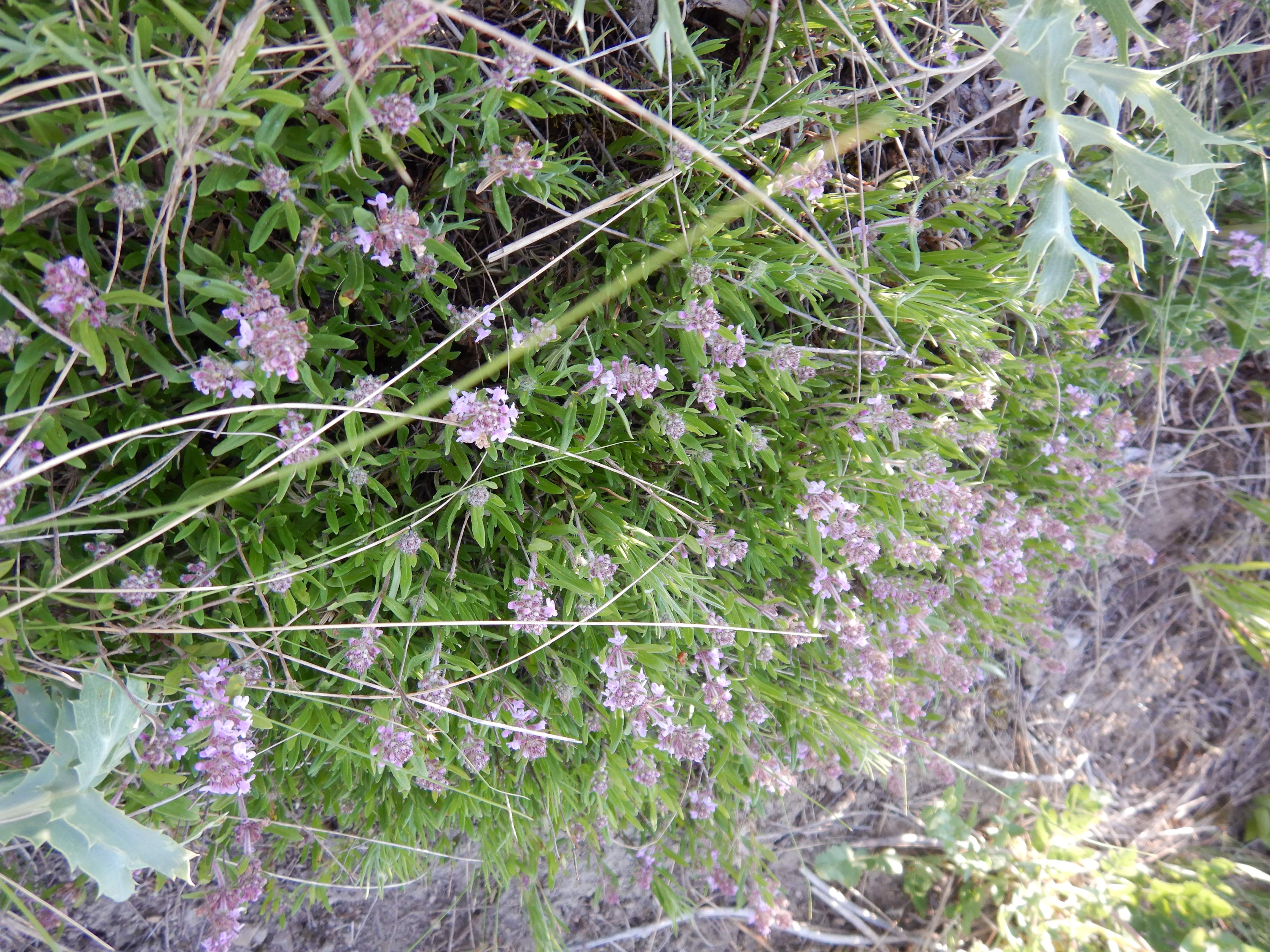 DSCN7501 2026-05-10, südmähren, thymus kosteleckyanus (häufig).jpg