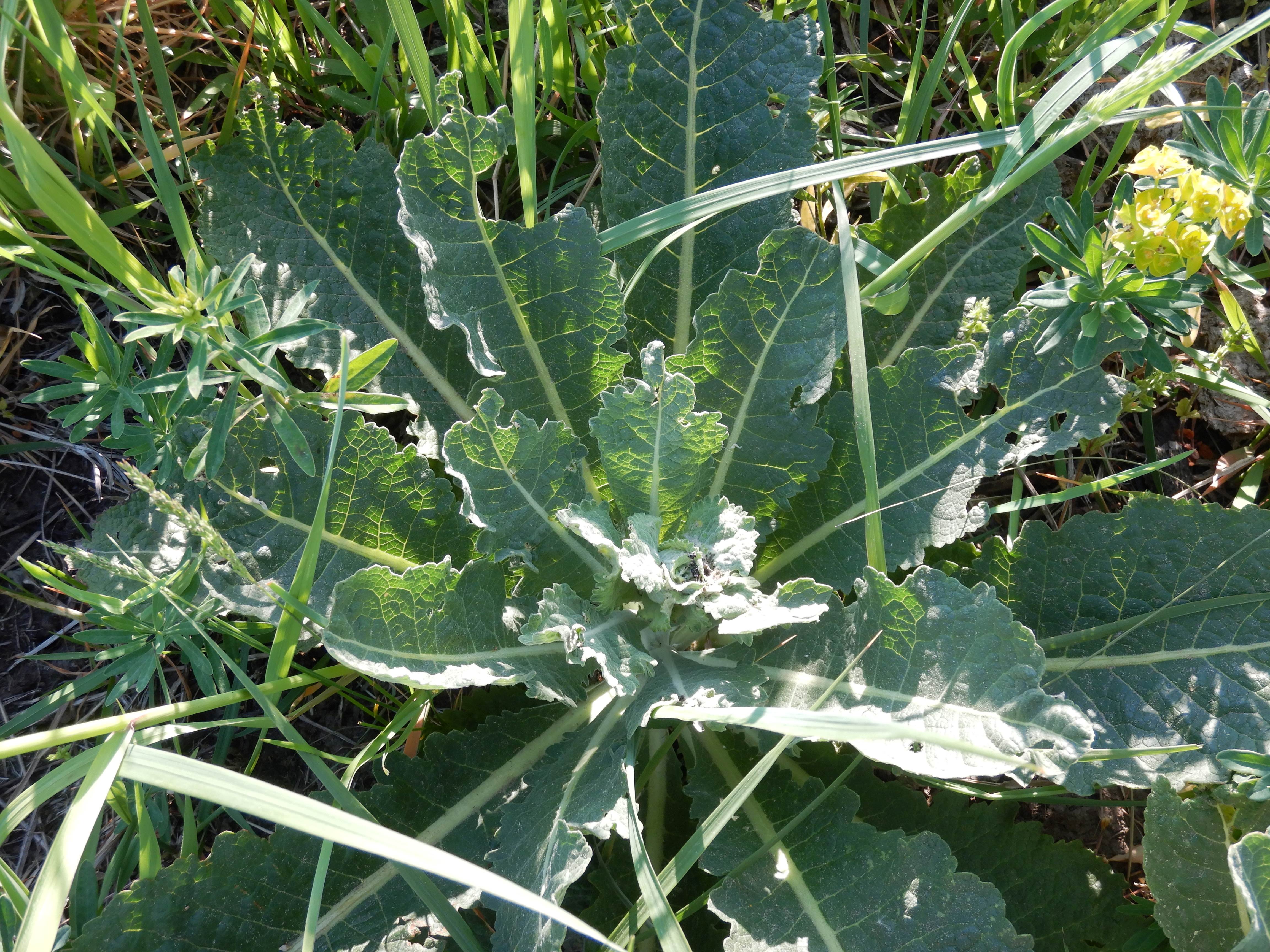 DSCN7533 2026-05-10, südmähren, verbascum lychnitits.jpg