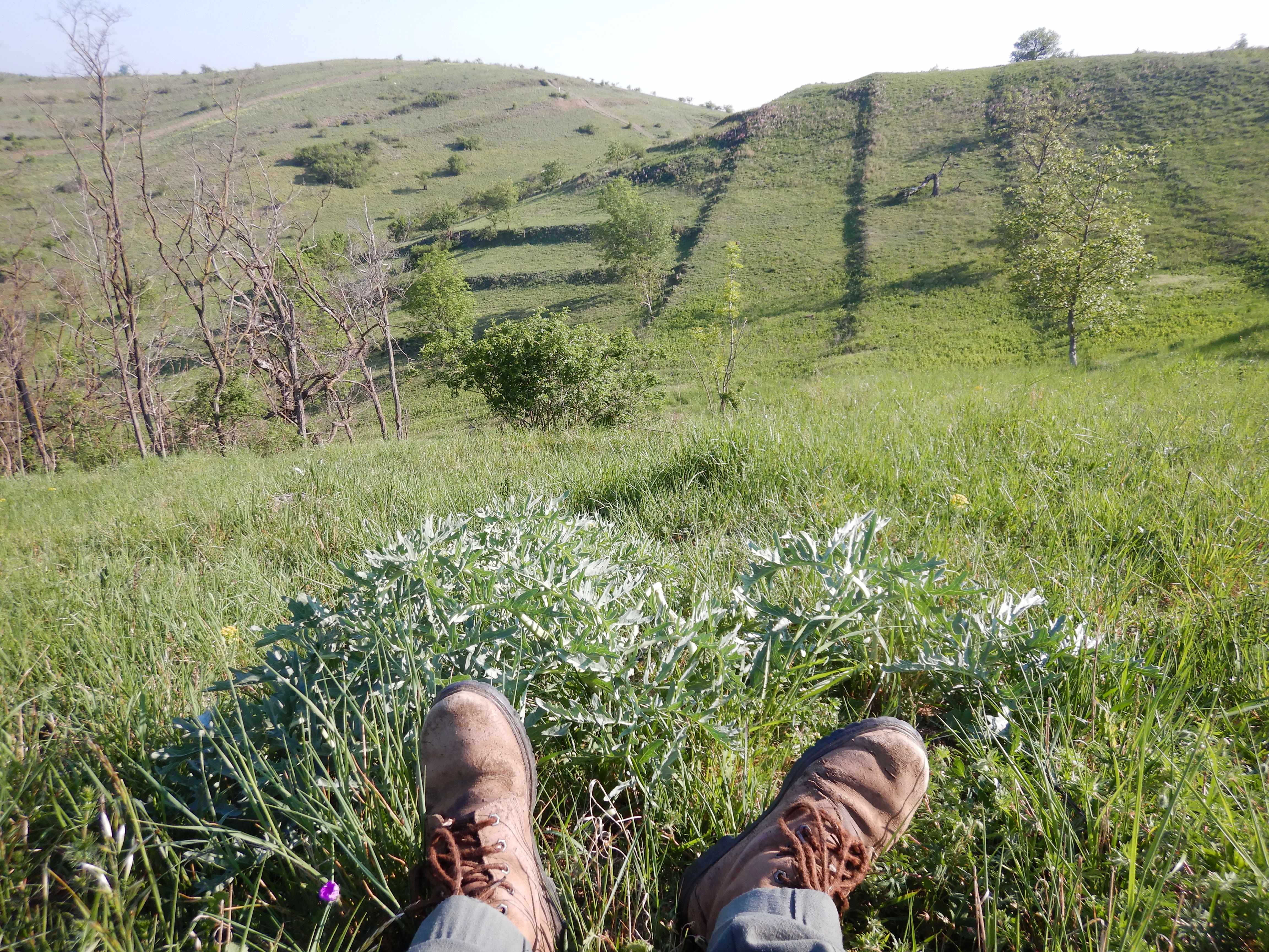 2026-05-10, südmähren, crambe tataria.jpg