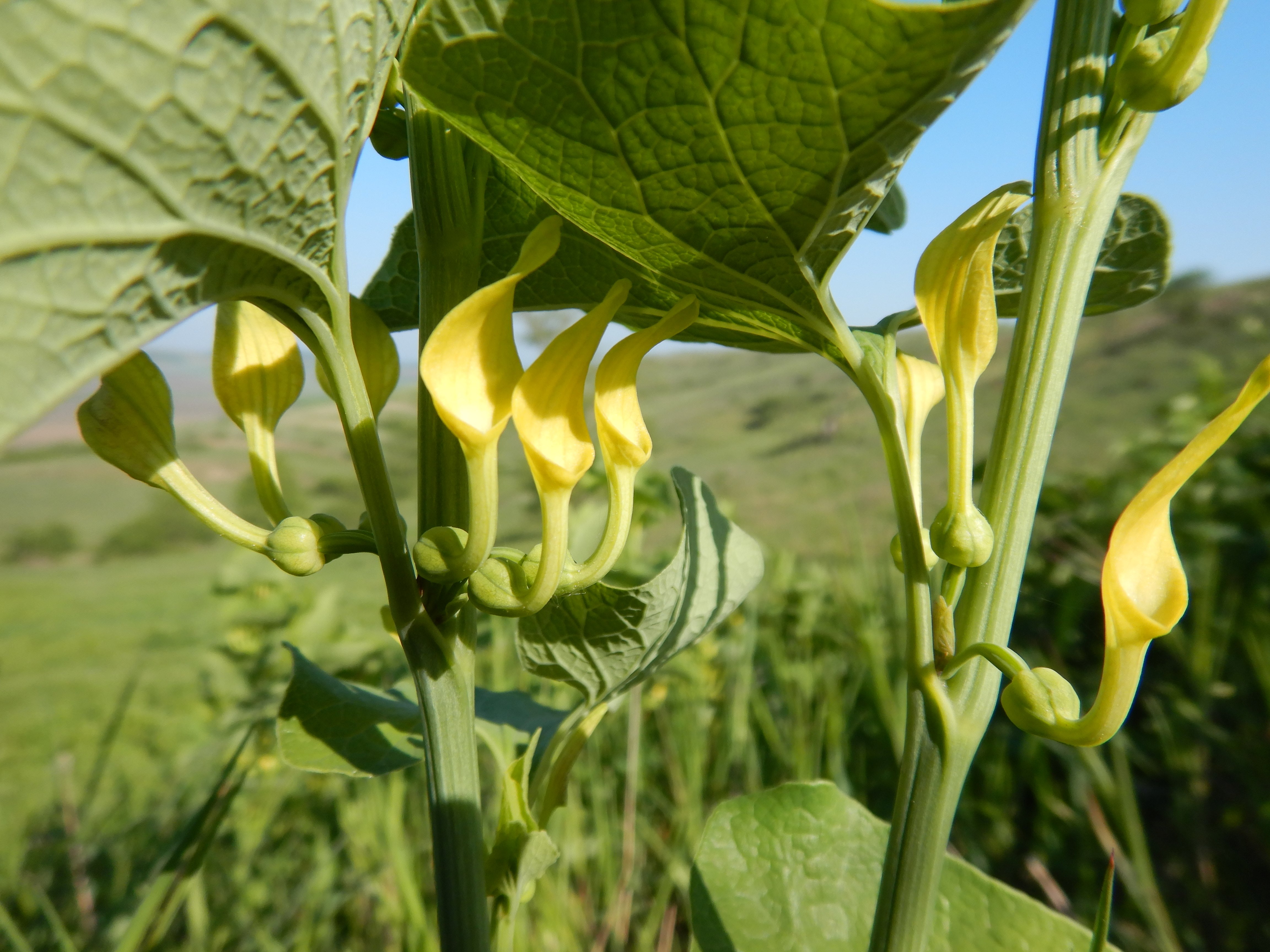 2026-05-10, südmähren, aristolochia clematitis.jpg