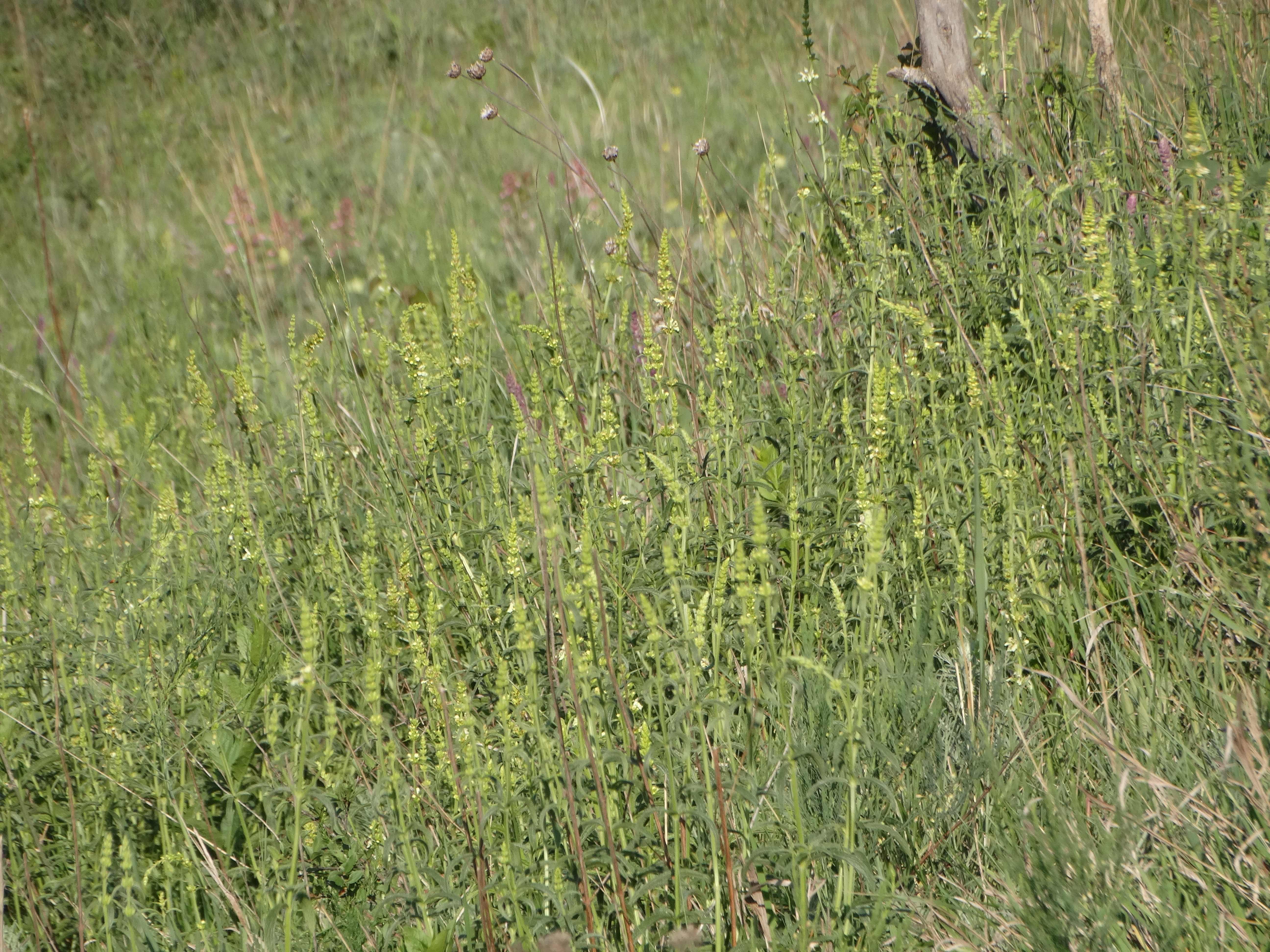 DSC02281 2026-05-10, südmähren, stachys recta.jpg