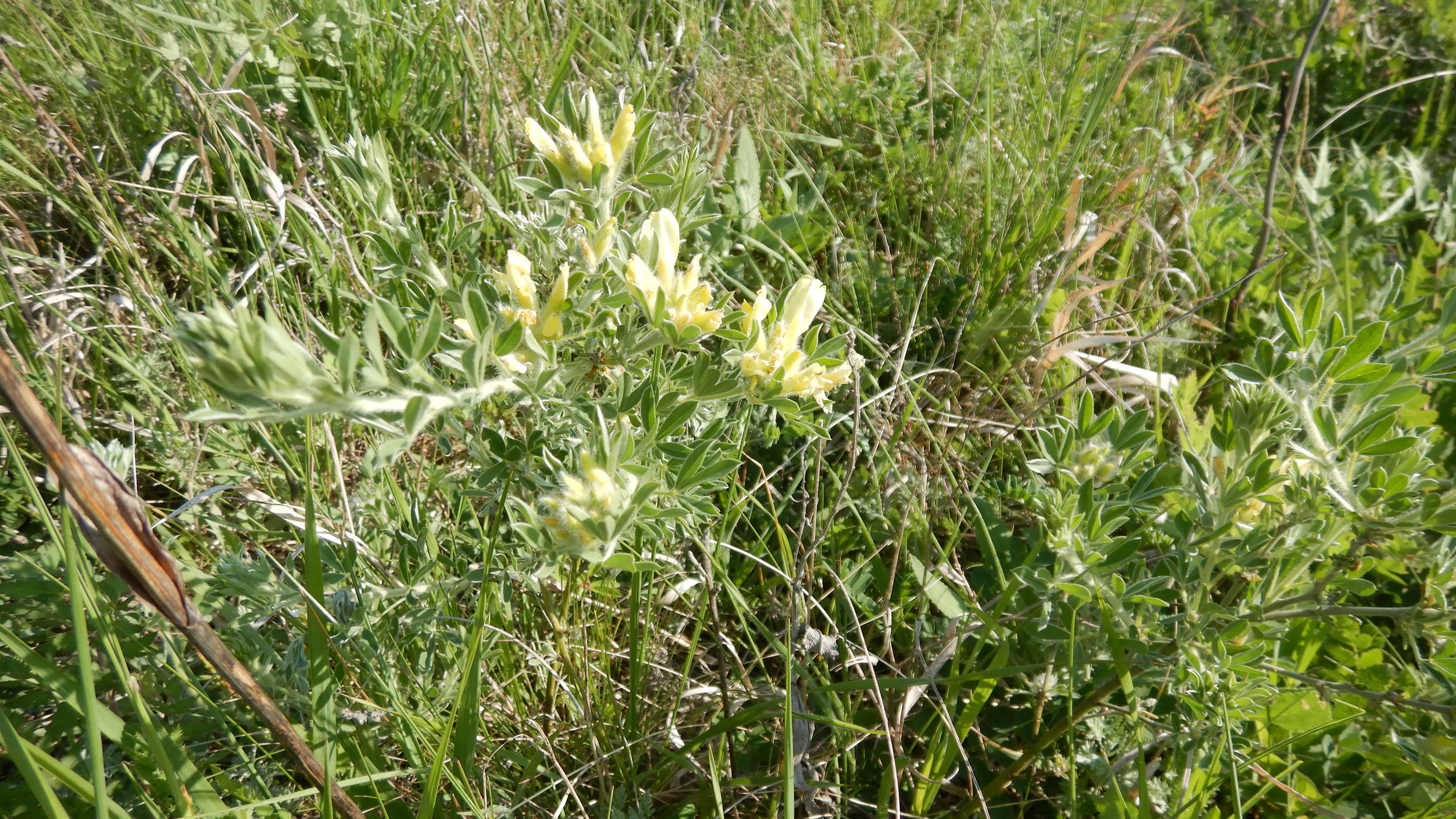 DSCN7555 2026-05-10, südmähren, chamaecytisus (austriacus) virescens.jpg