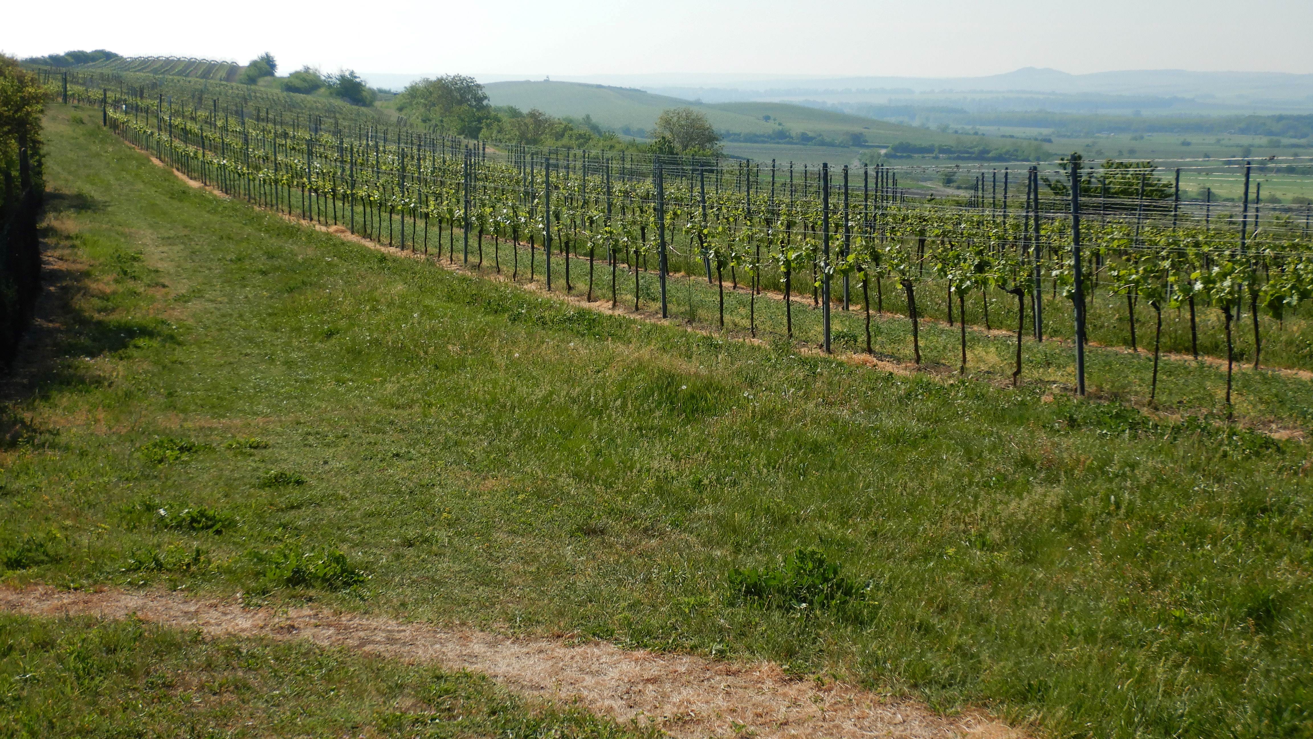DSCN7560 2026-05-10, südmähren.jpg