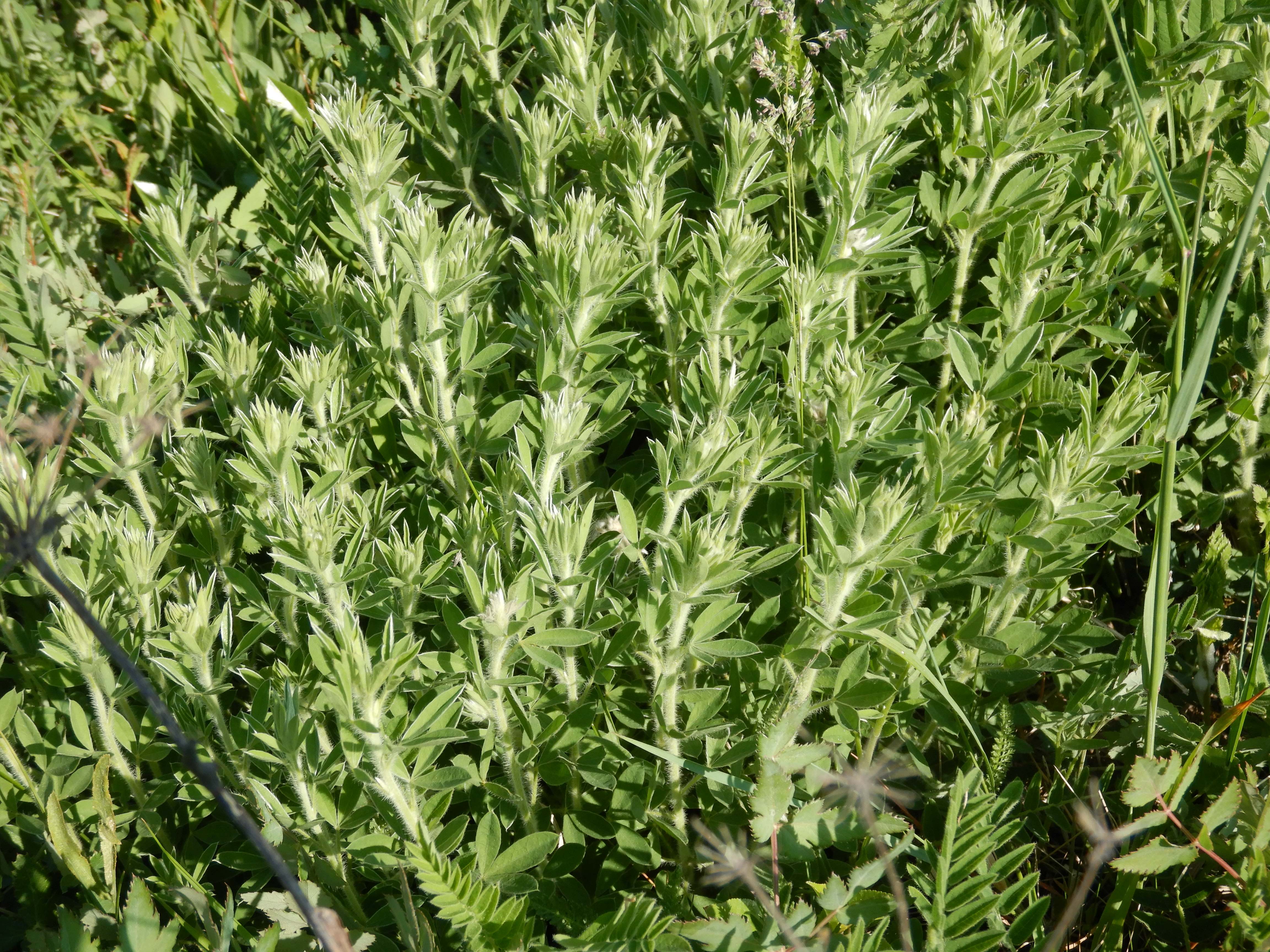 DSCN7564 2026-05-10, südmähren, chamaecytisus (austriacus) virescens.jpg