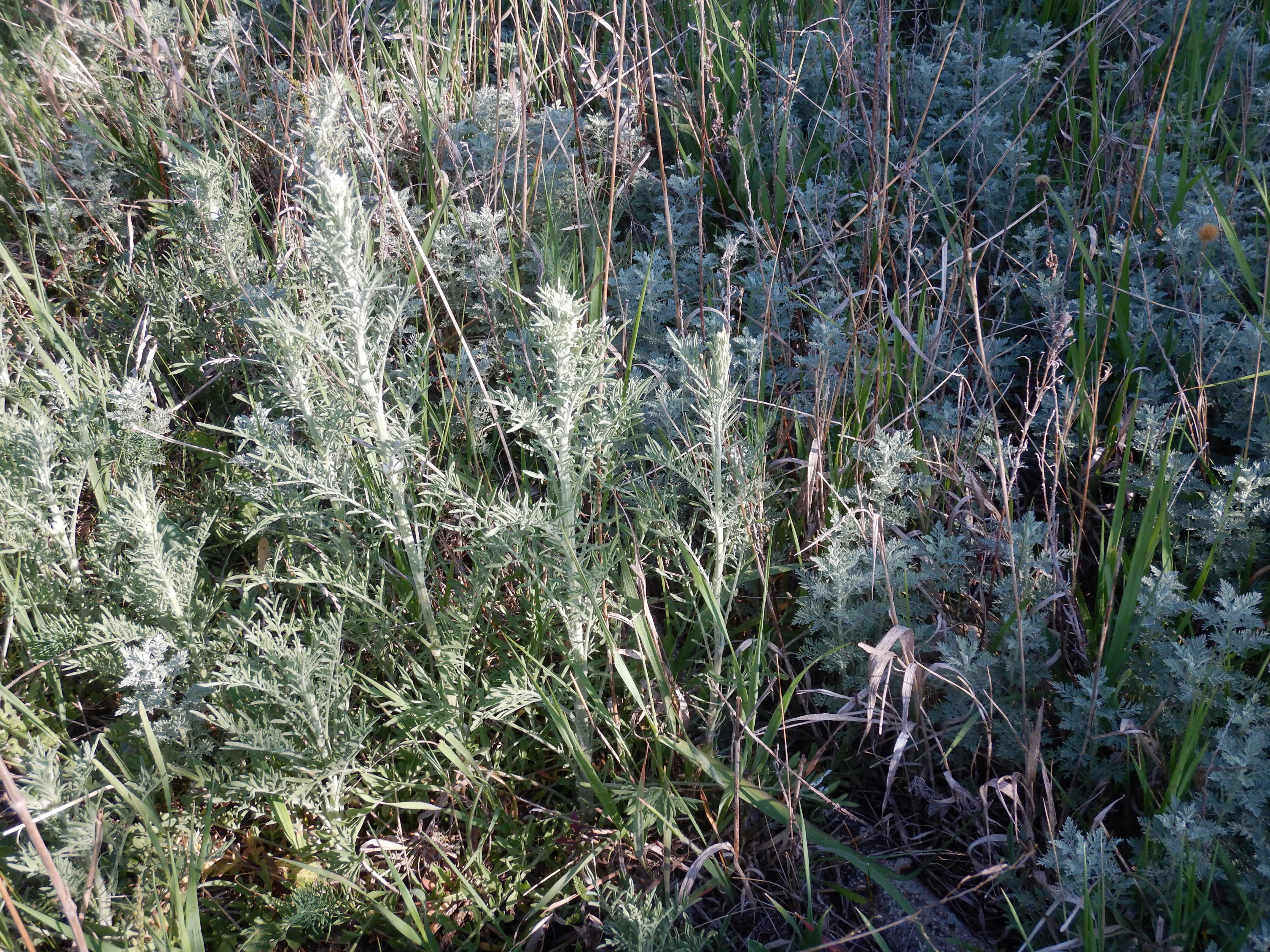 DSCN7592 2026-05-10, südmähren, centaurea stoebe, artemisia pontica.jpg