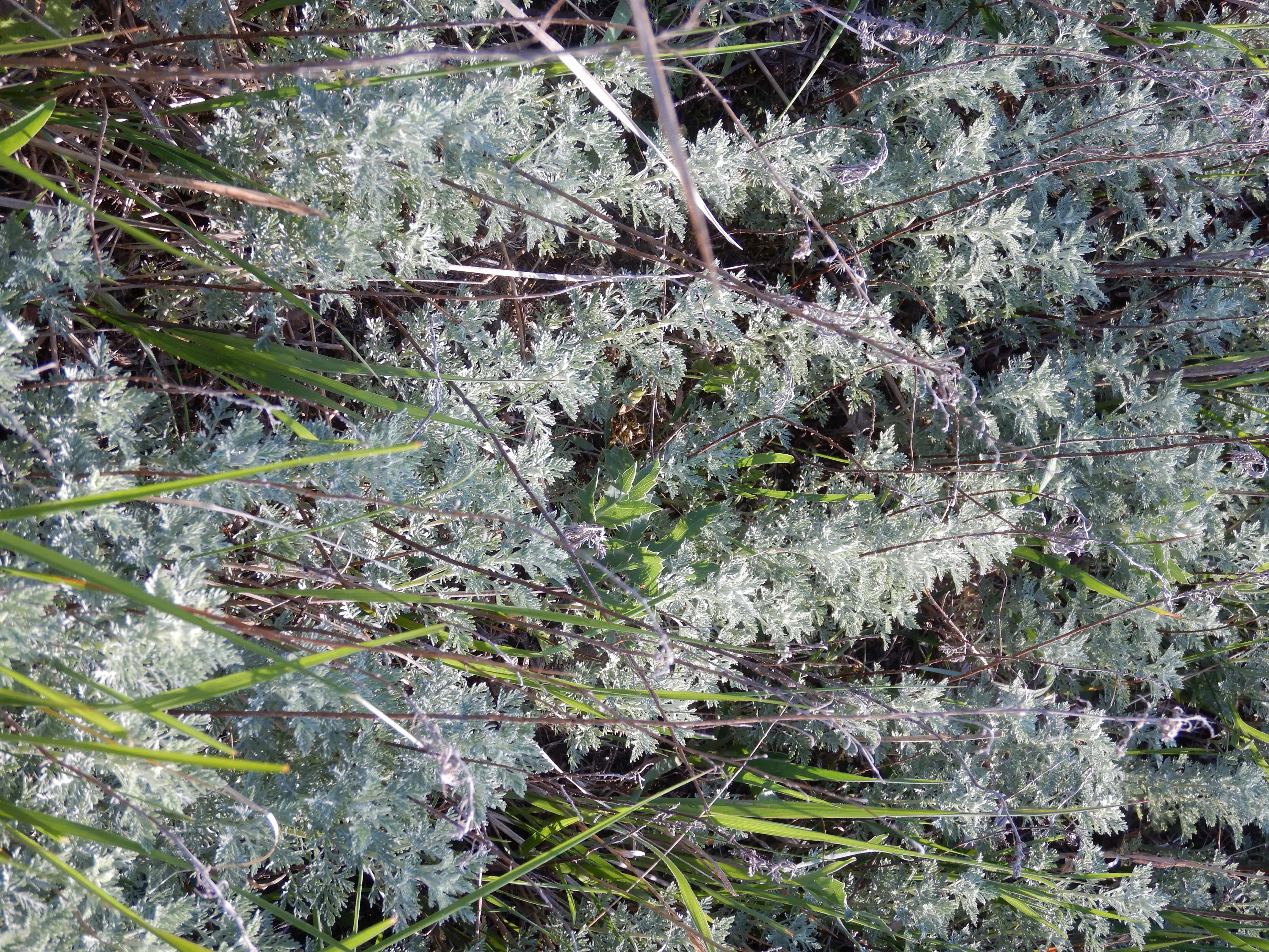 DSCN7595 2026-05-10, südmähren, artemisia pontica.jpg