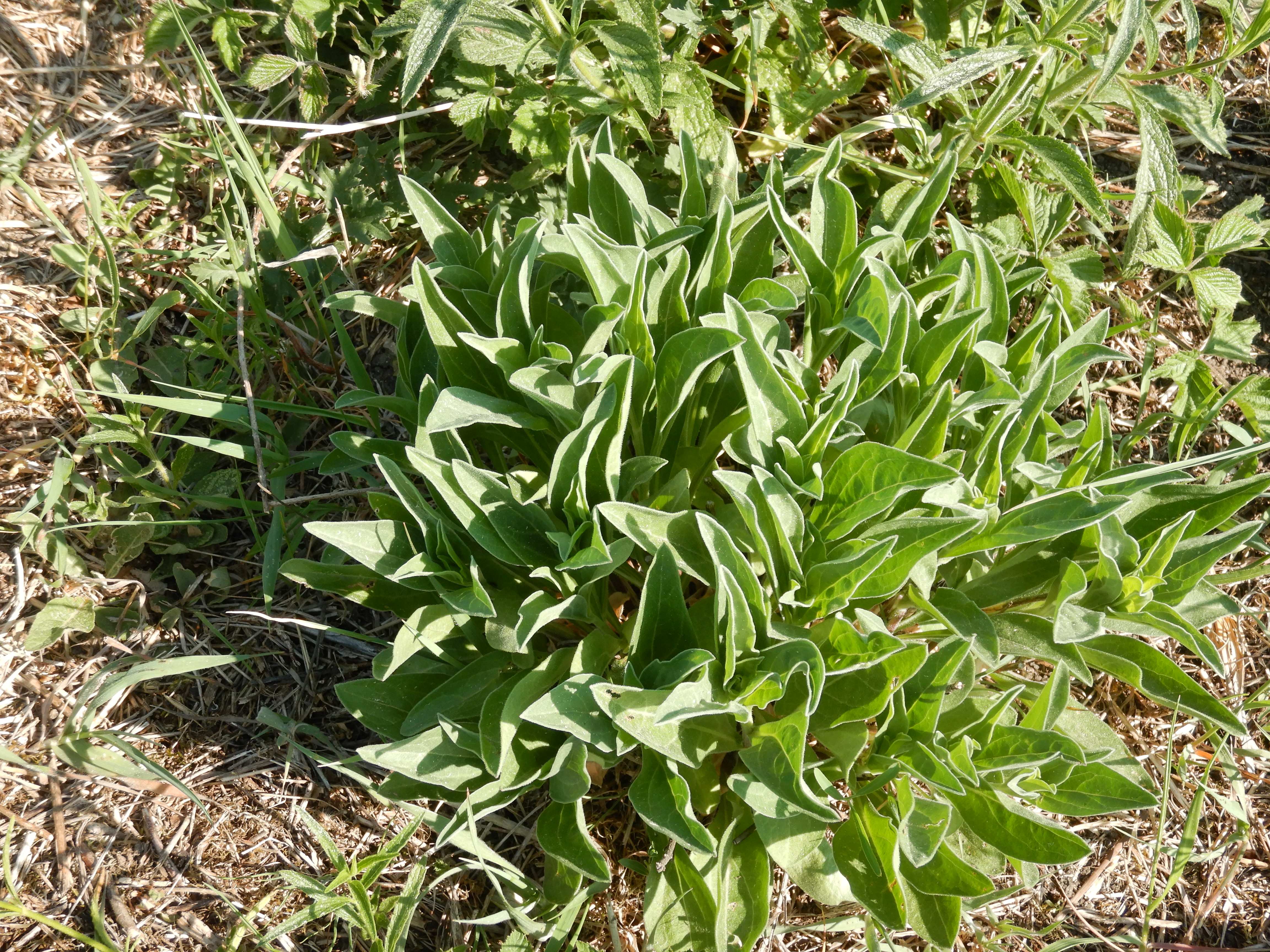 DSCN7604 2026-05-10, südmähren, centaurea stoebe, aster amellus.jpg