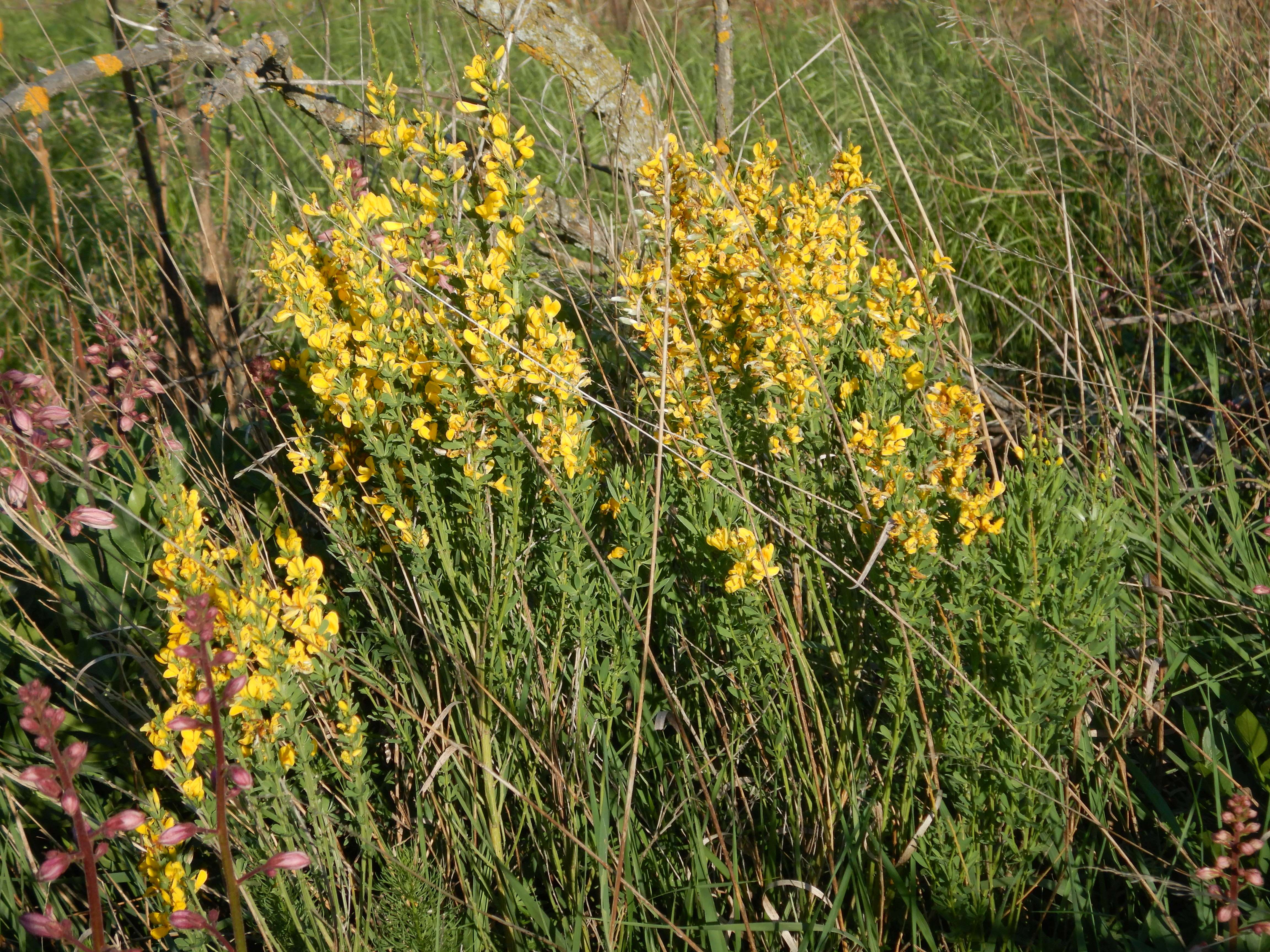 DSCN7612 2026-05-10, südmähren, cf. cytisus procumbens.jpg