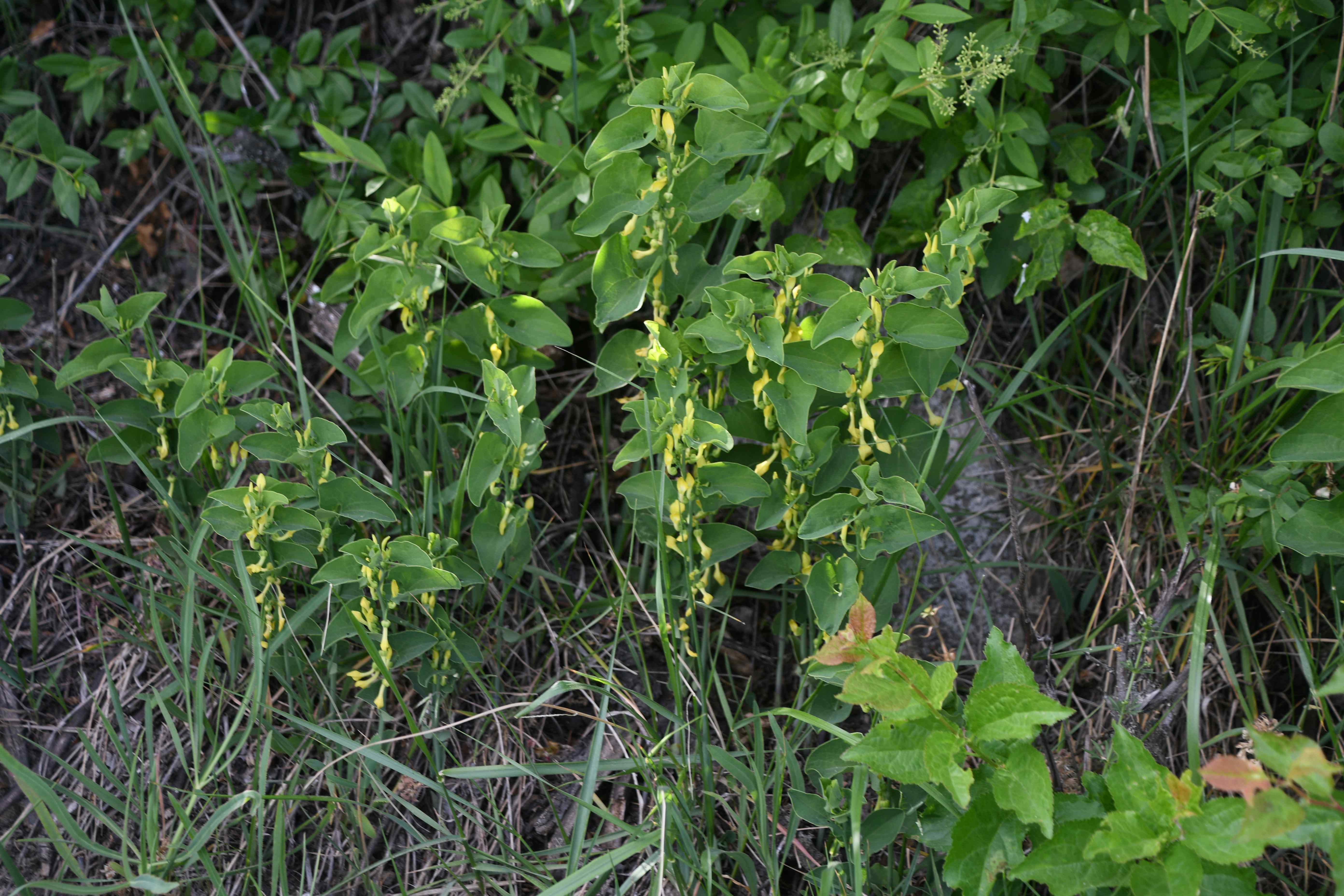 Retz - 08052026 - (416) -  - Aristolochia clematitis - Osterluzei.JPG