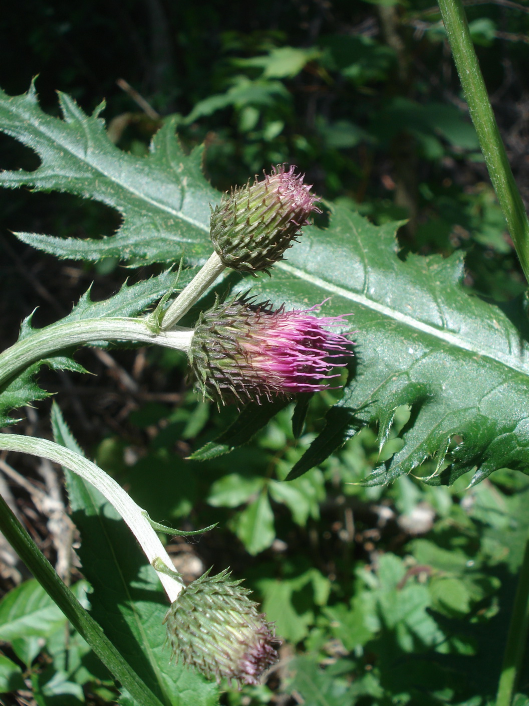 Cirsium.erisithales x pannonicum.Slo-Planinska.gora.N  Adelsberg.JPG