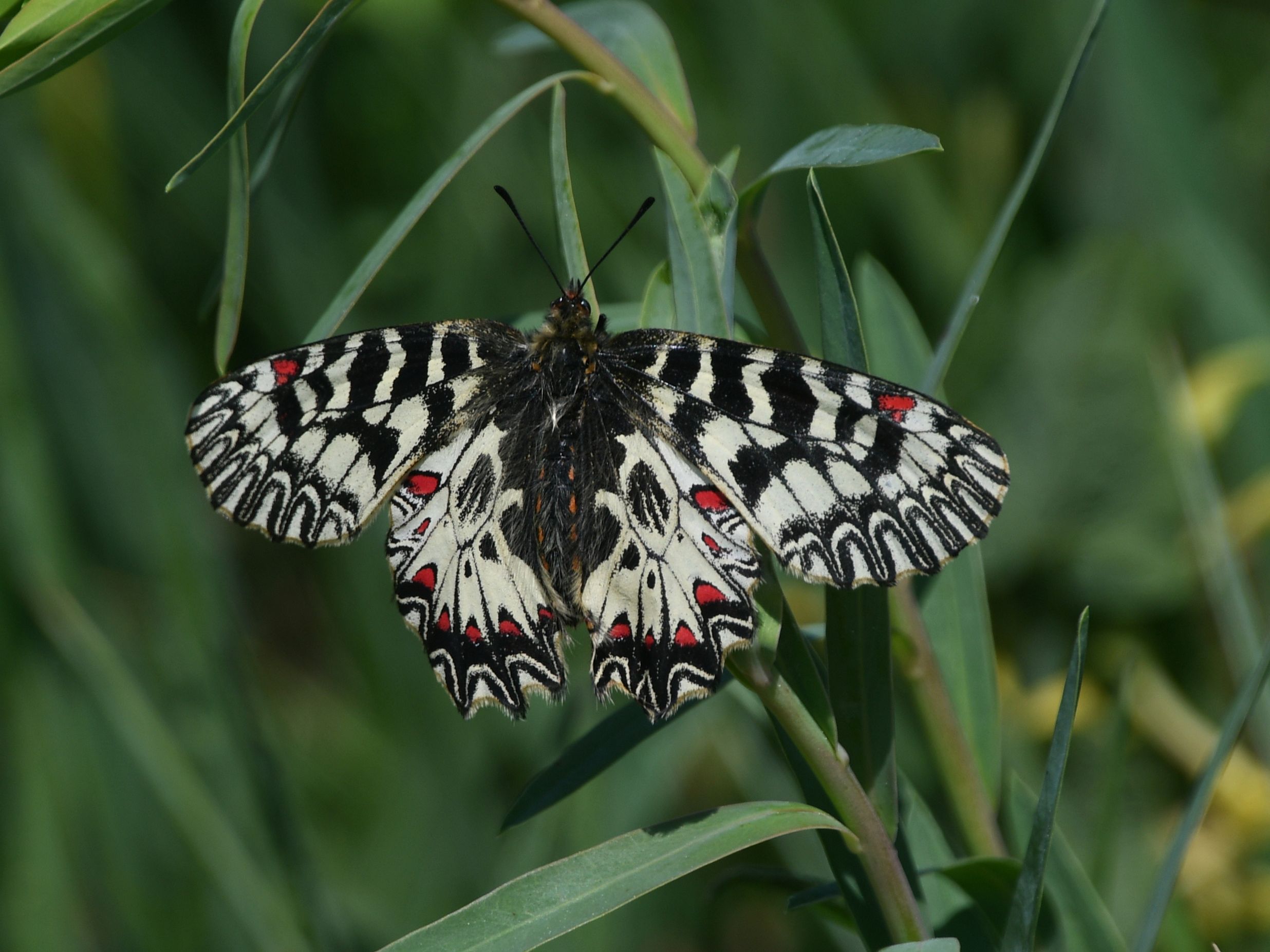 Pfaffstätten -  - 09052026 - (28) - Zerynthia polyxena - Osterluzeifalter.JPG