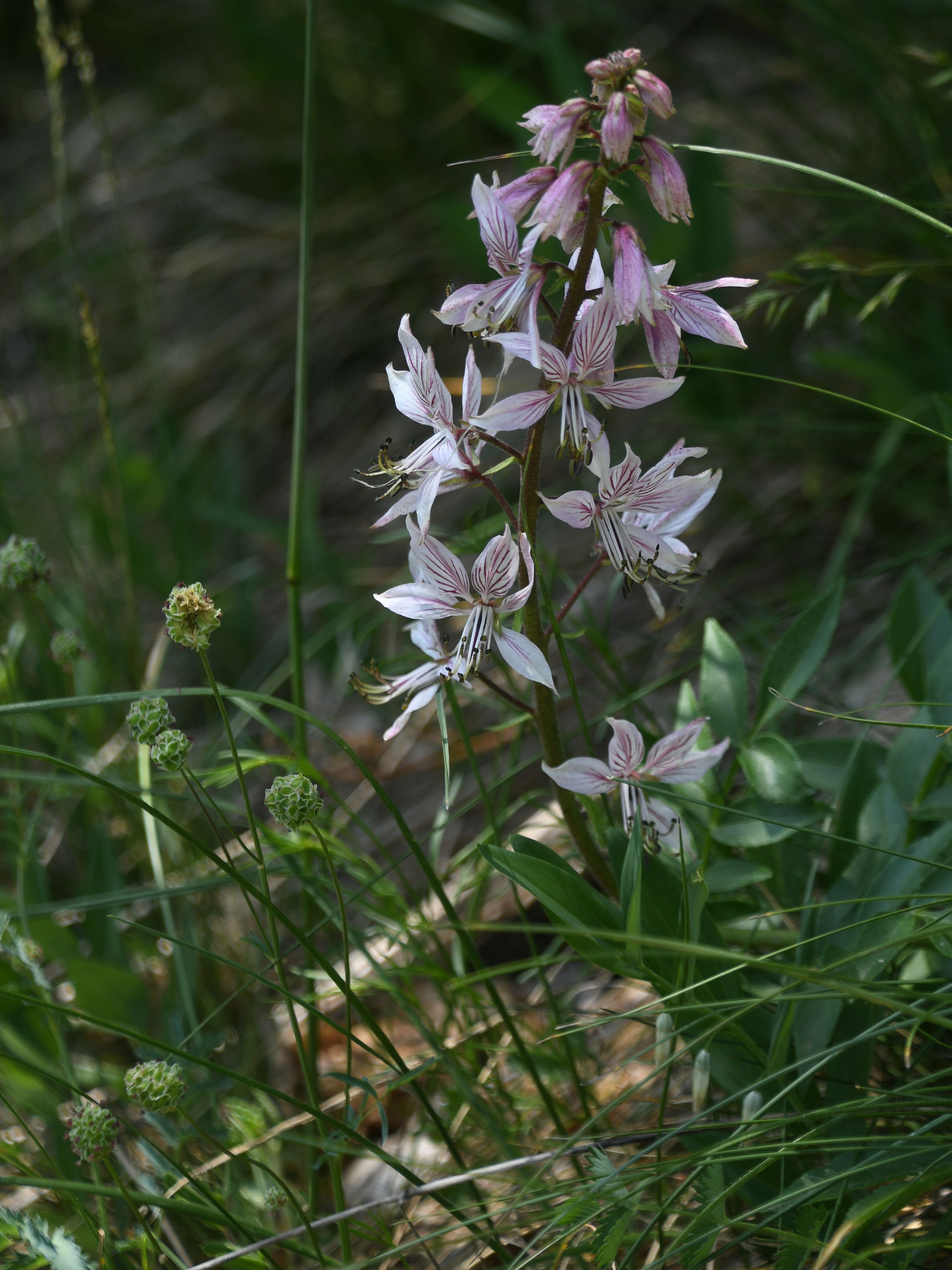 Pfaff - 09052026 - (142) -  - Dictamnus albus - Diptam.JPG