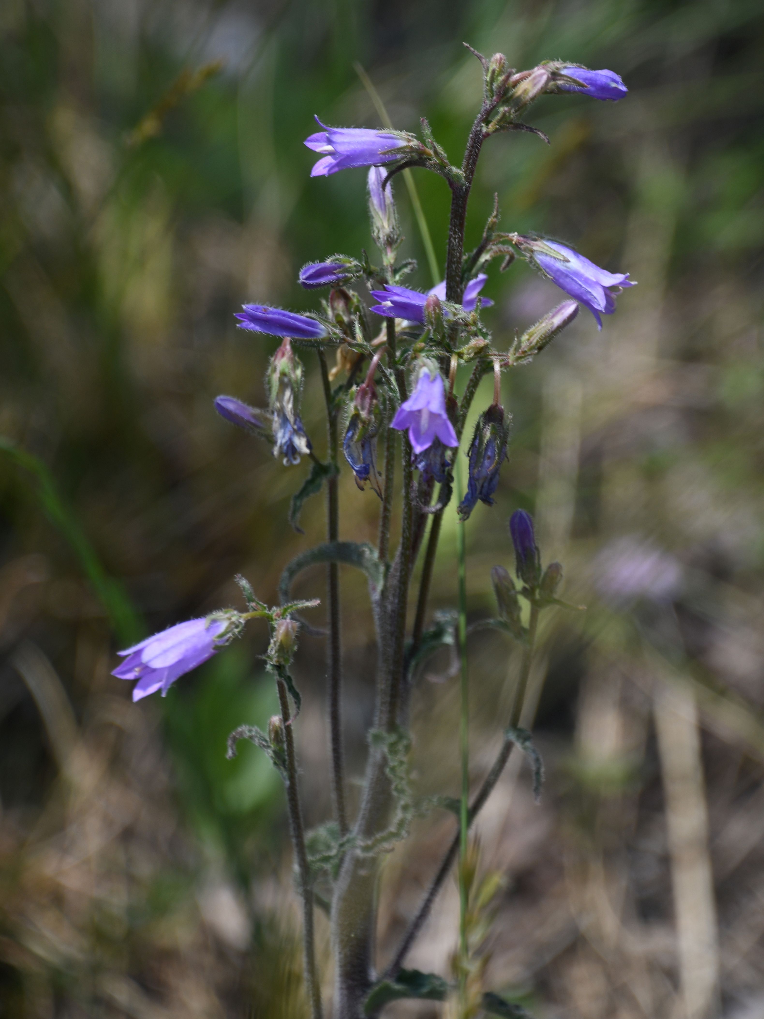 Pfaff - 09052026 - (145) - Campanula sibirica - Steppen-Glockenblume.JPG