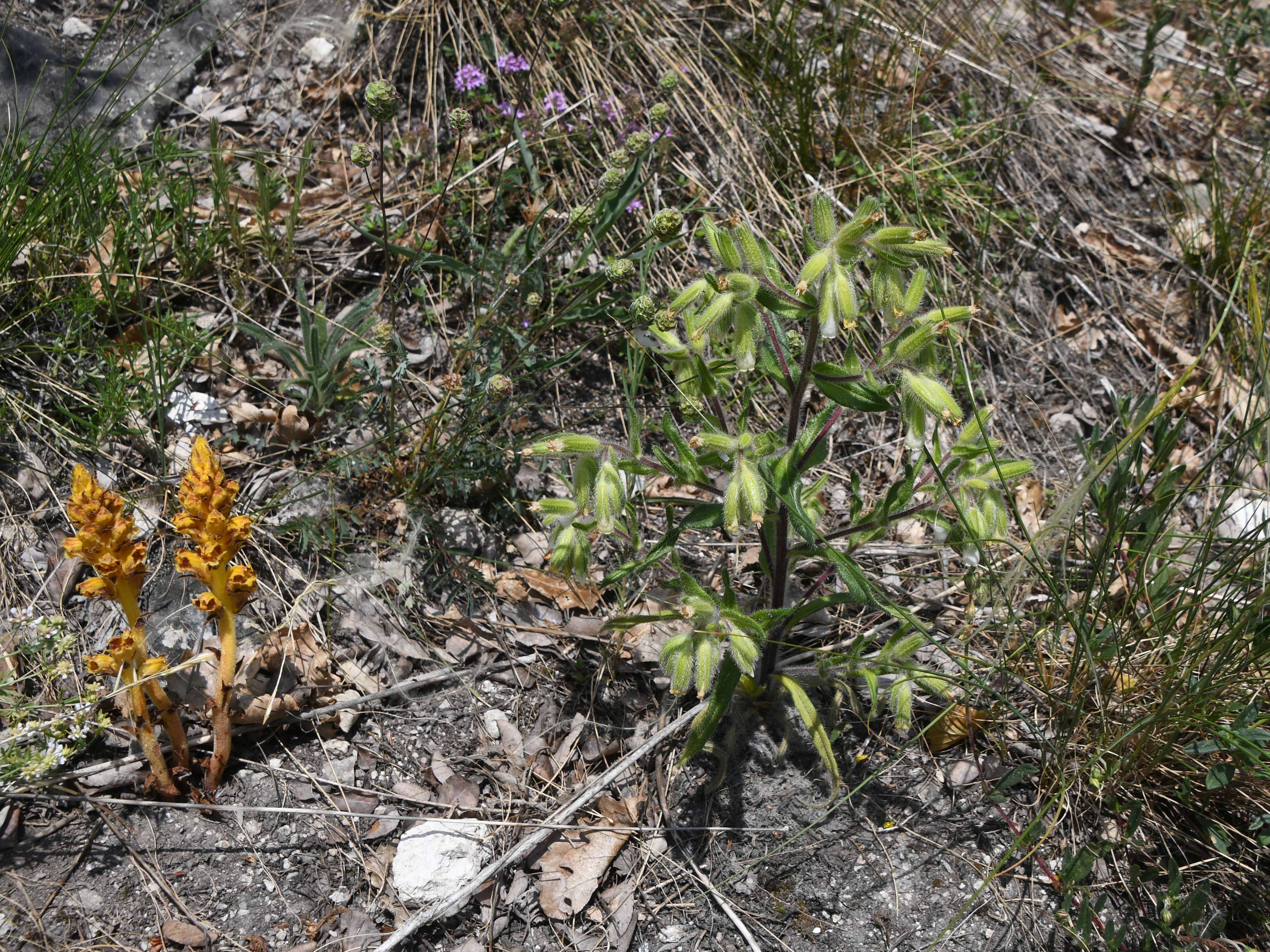 Pfaff - 09052026 - (157) - Onosma visianii - Dalmatien-Lotwurz und Orobanche gracilis - Blutrot-Sommerwurz.JPG