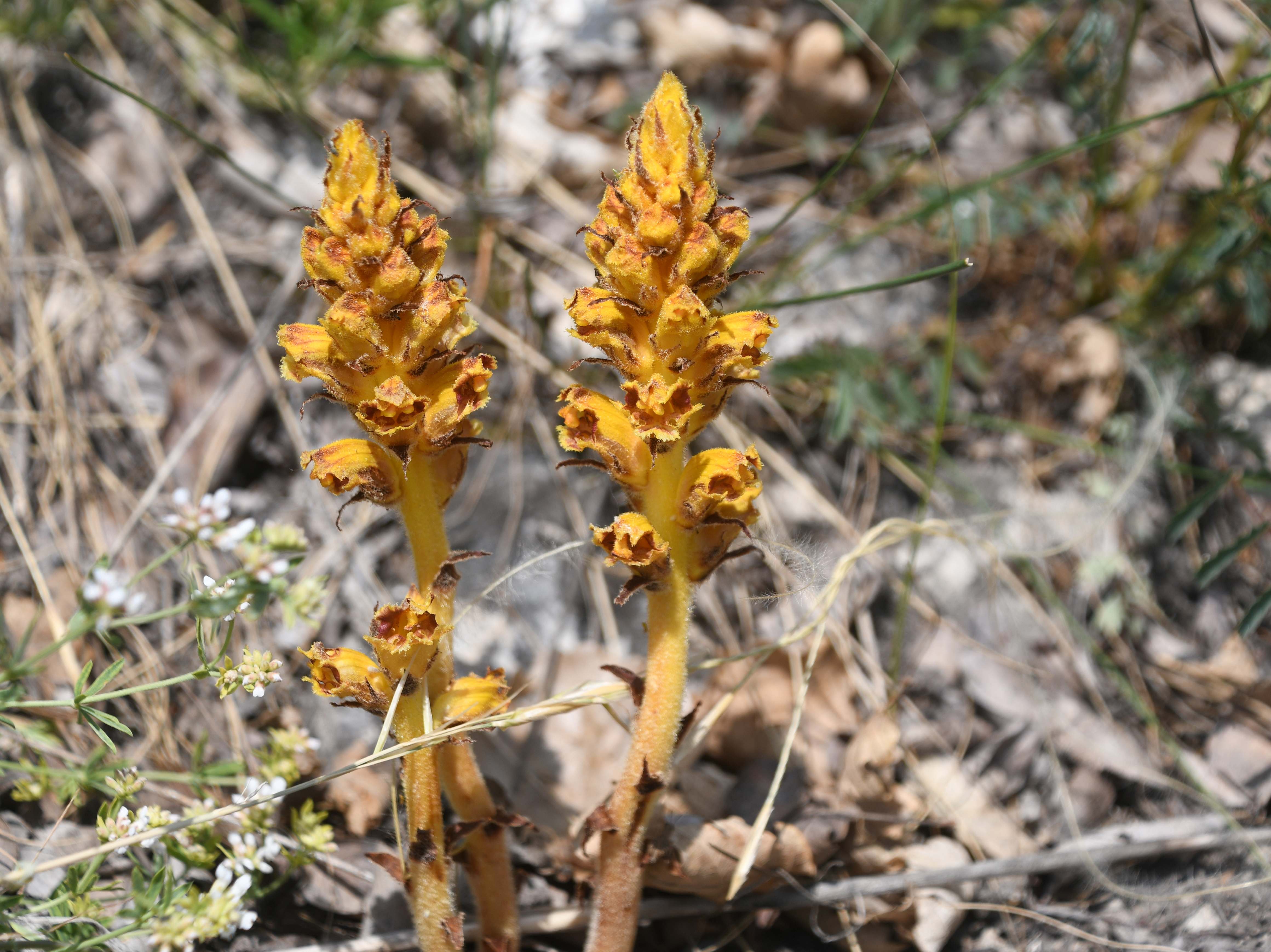 Pfaff - 09052026 - (158) - Orobanche gracilis - Blutrot-Sommerwurz.JPG