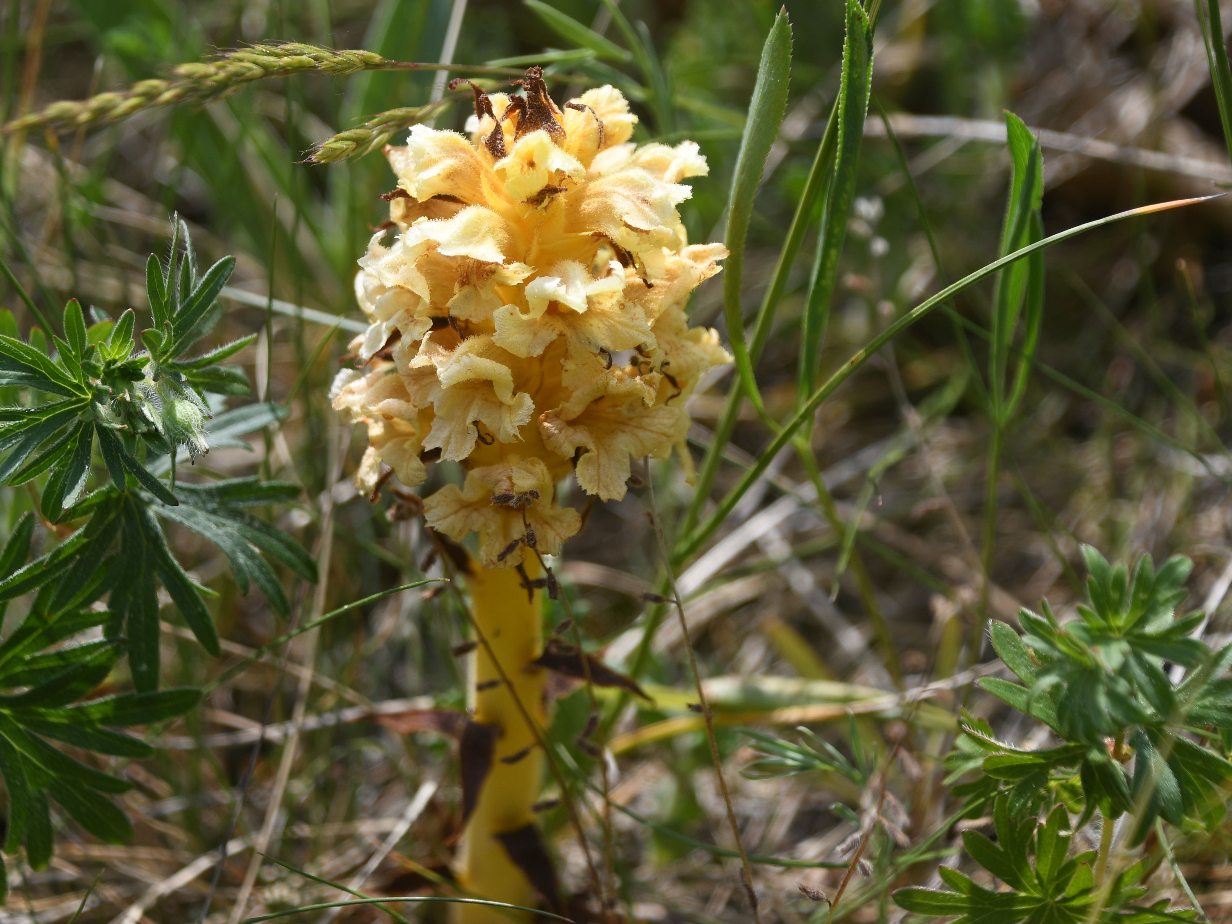 Pfaff- 09052026 - (333) - Orobanche lutea - Gelb-Sommerwurz.JPG