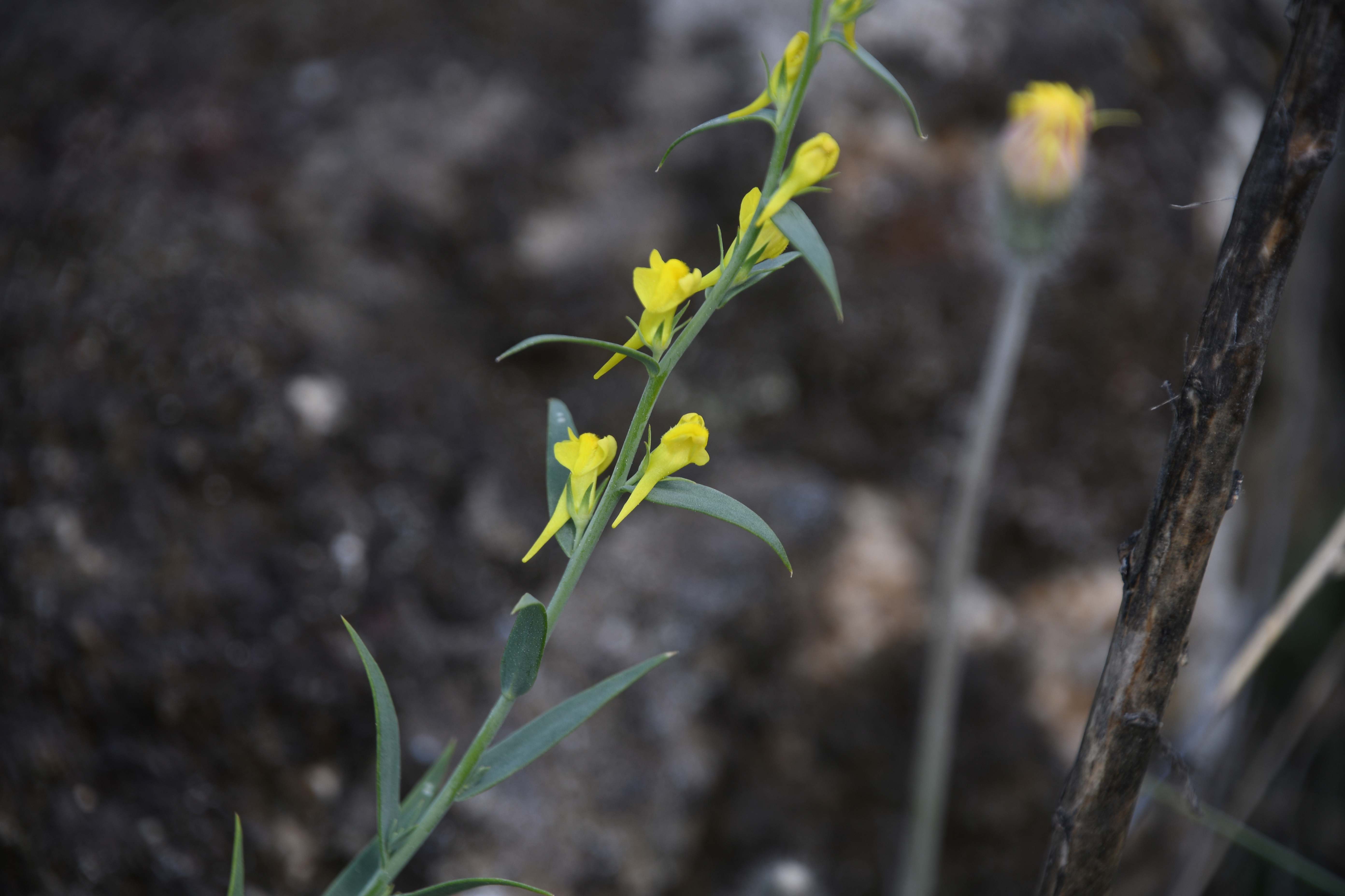 Retz - 08052026 - (279) - - Linaria genistifolia (subsp. genistifolia) - Ginster-Leinkraut - Blühbeginn.JPG