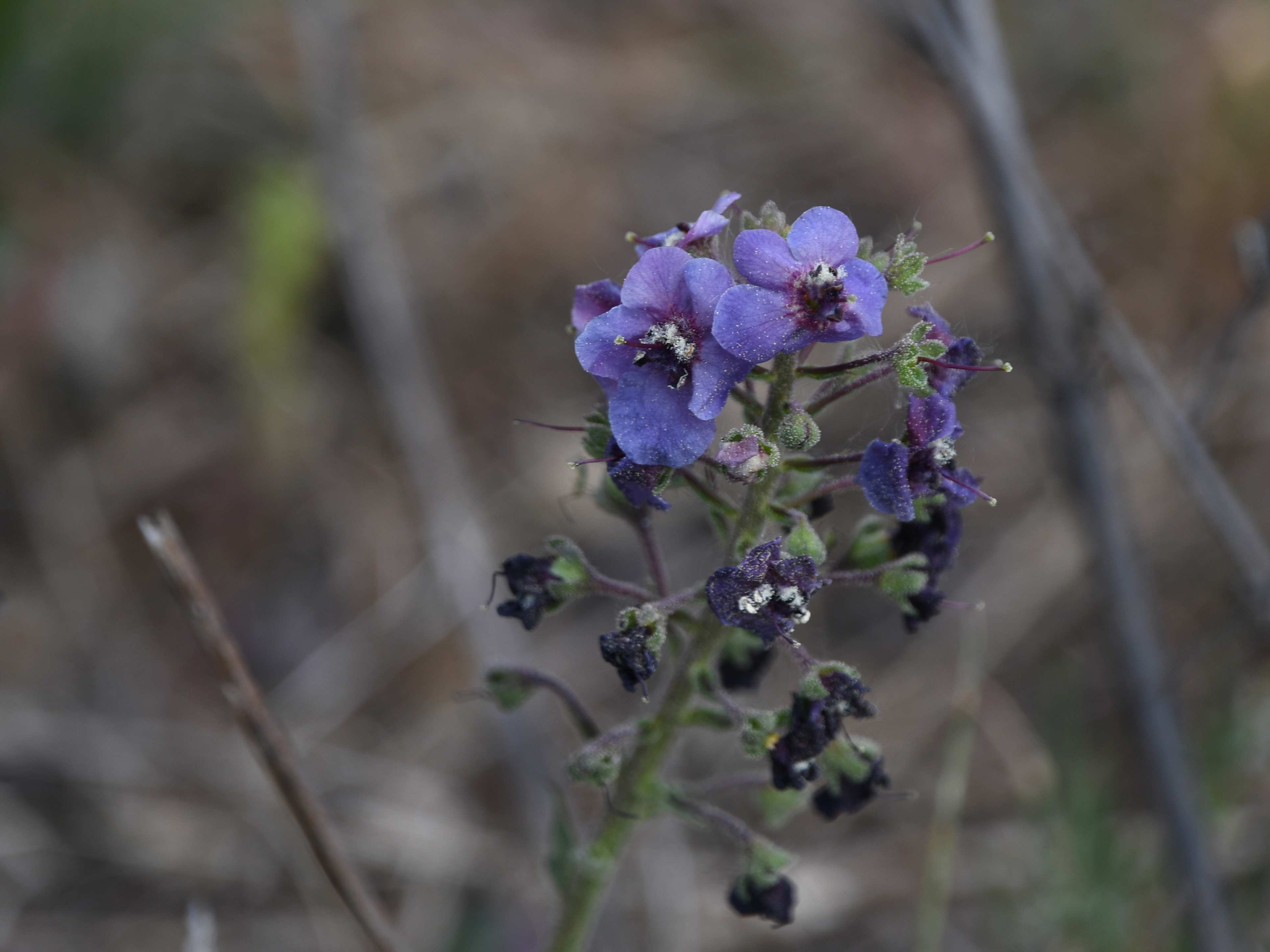 Retz - 08052026 - (288) -  - Verbascum phoeniceum - Purpur-Königskerze - im verblühen.JPG