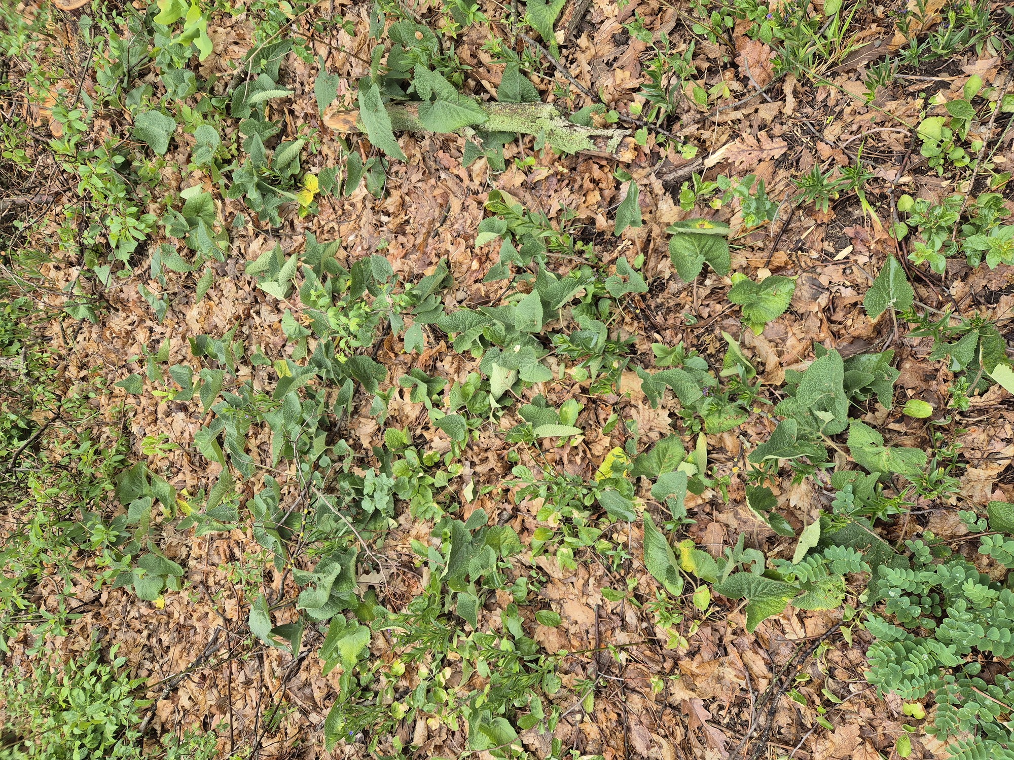 20260514_084537.jpg