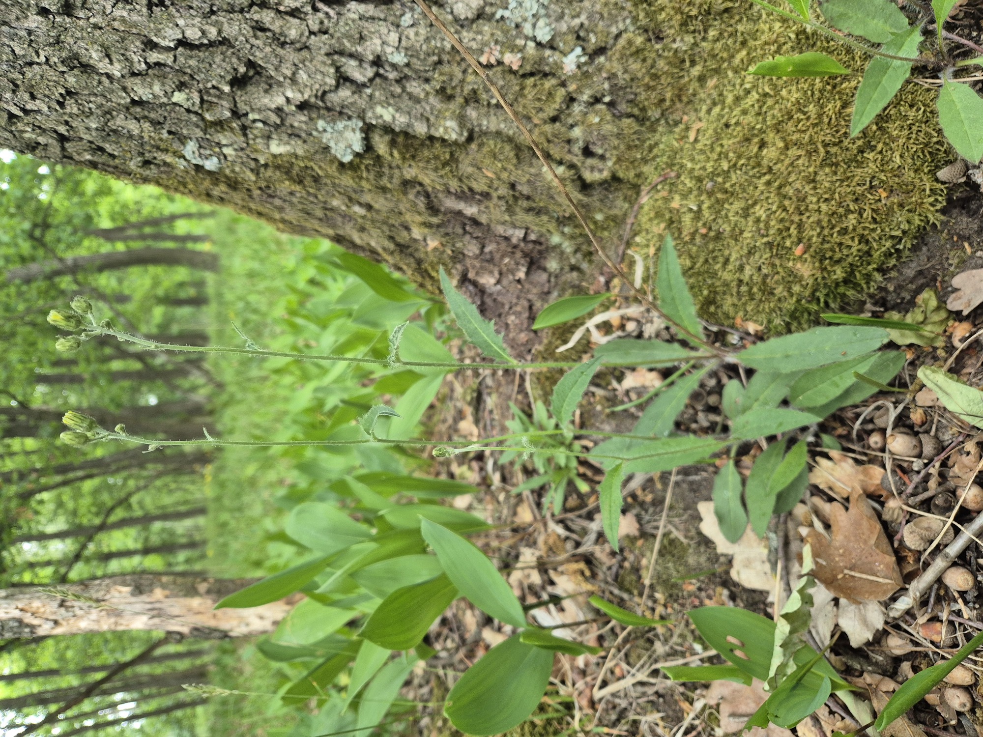 20260514_170452.jpg
