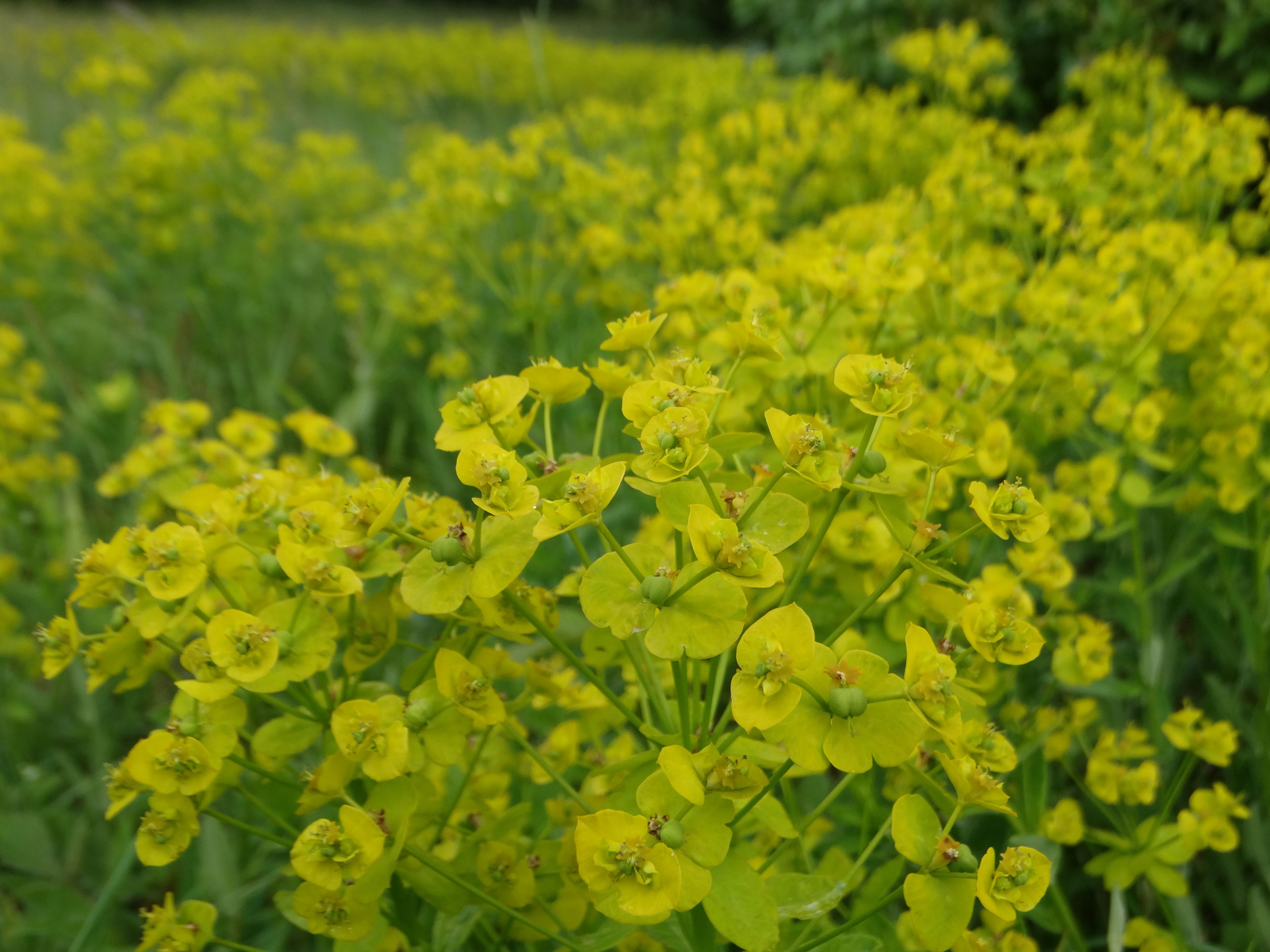 DSC02672 euphorbia salicifolia, spitzerberg, 2026-05-15.jpg