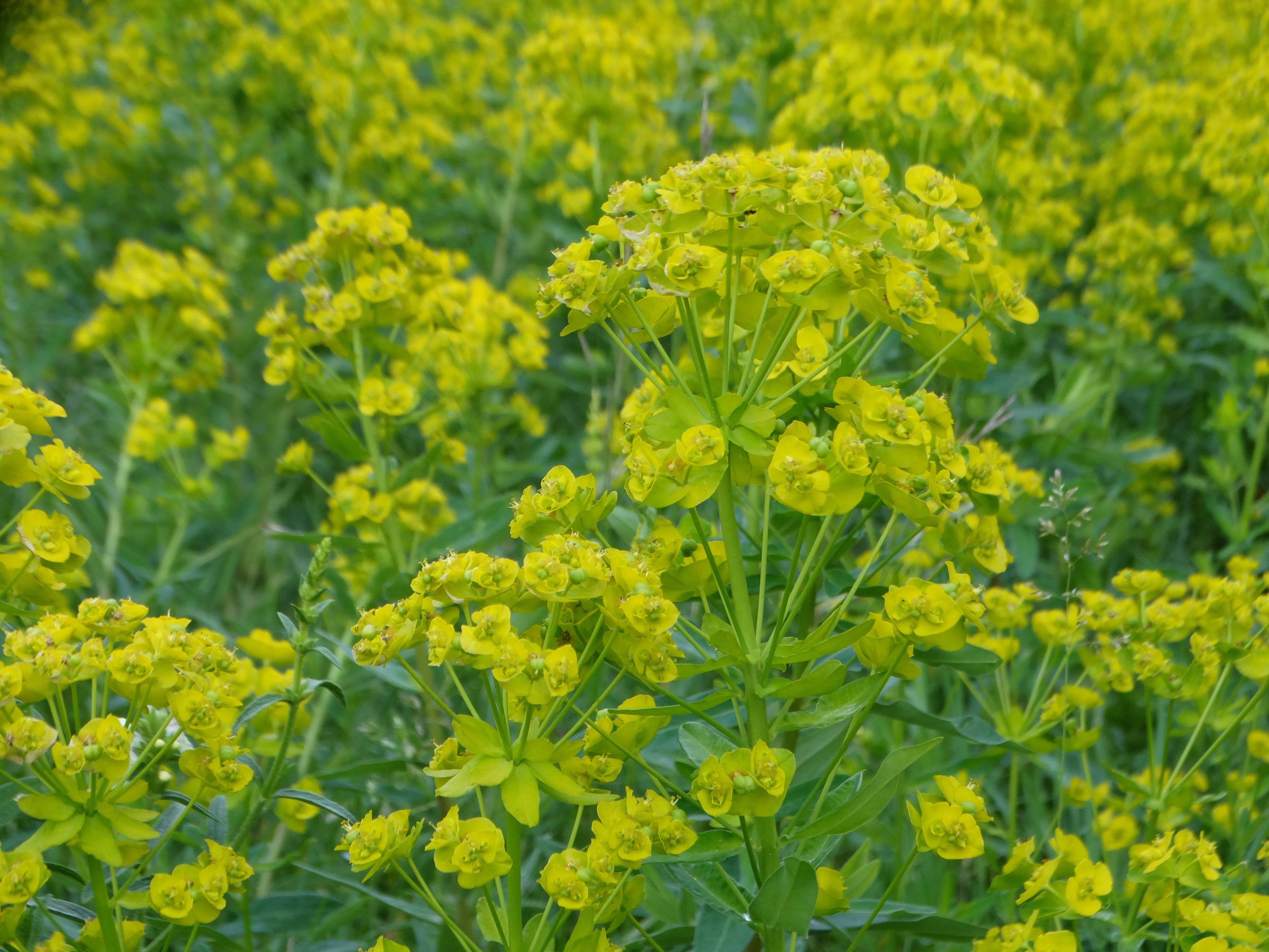 DSC02681 euphorbia salicifolia, spitzerberg, 2026-05-15.jpg
