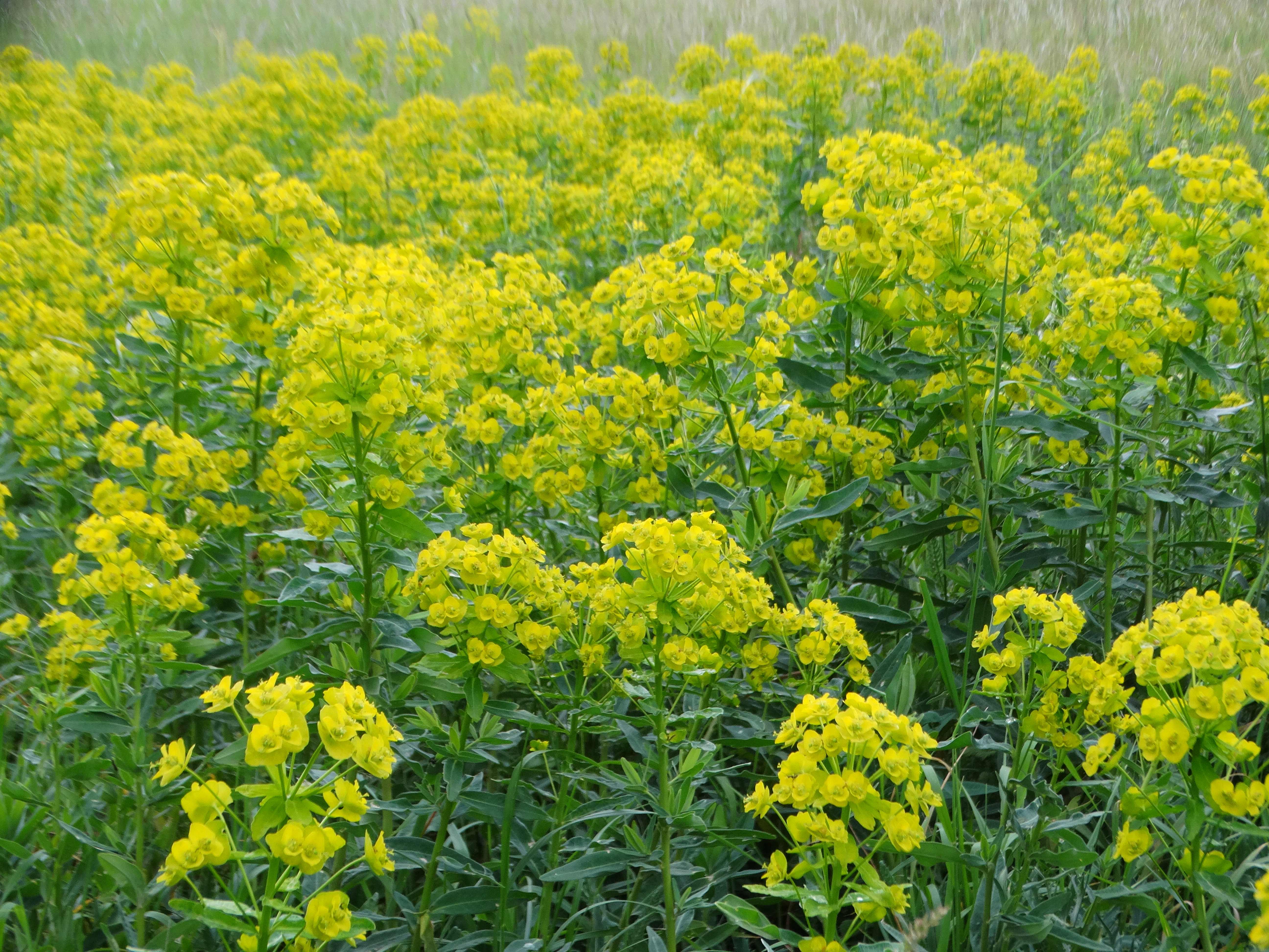 DSC02685 euphorbia salicifolia, spitzerberg, 2026-05-15.jpg
