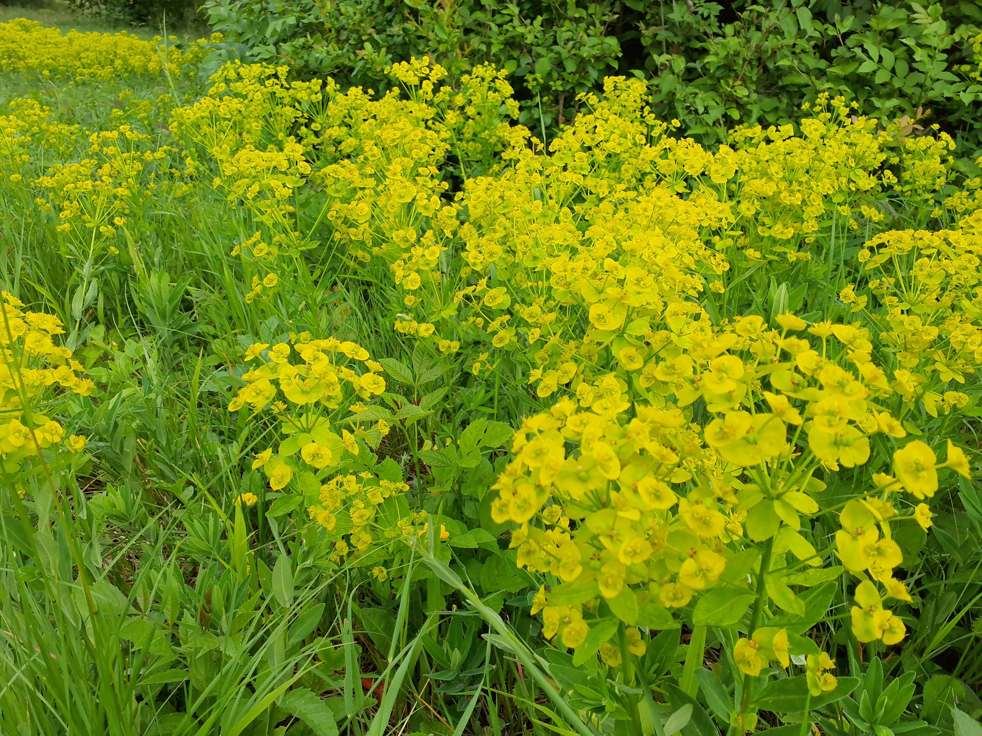 IMG_20260515_190459 euphorbia salicifolia, spitzerberg, 2026-05-15.jpg