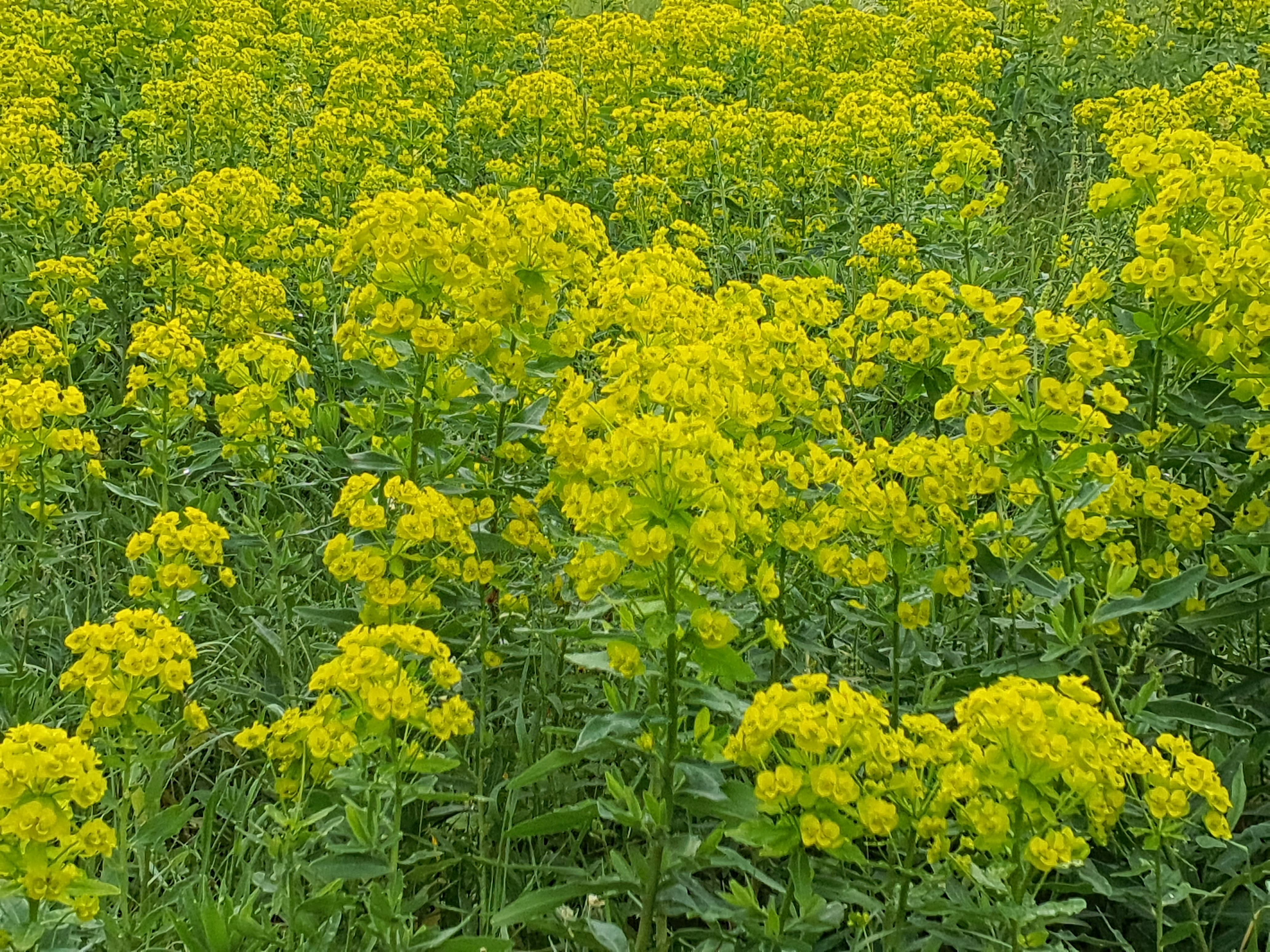 IMG_20260515_191132 euphorbia salicifolia, spitzerberg, 2026-05-15.jpg