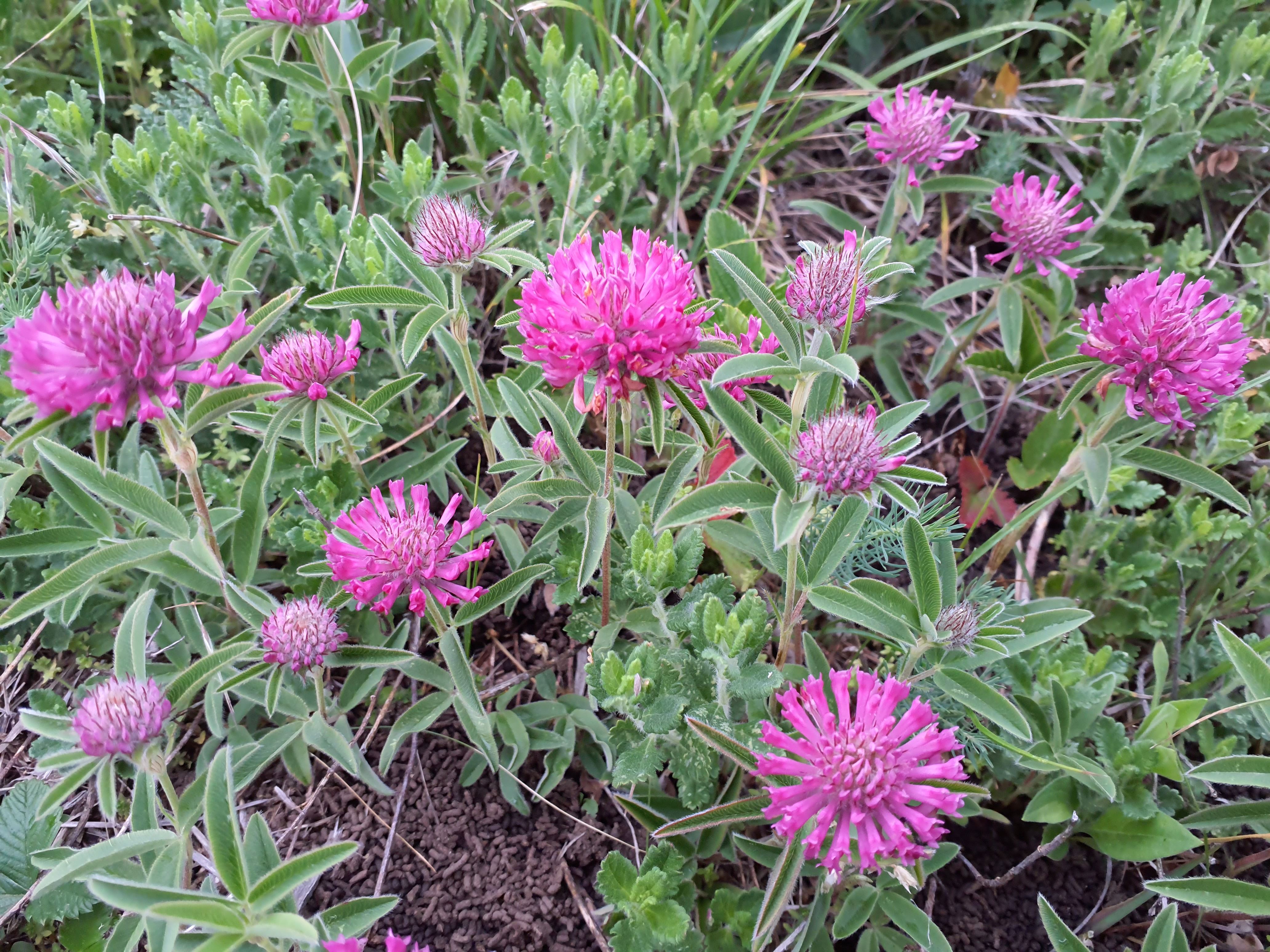 IMG_20260515_195639 trifolium alpestre, spitzerberg, 2026-05-15.jpg