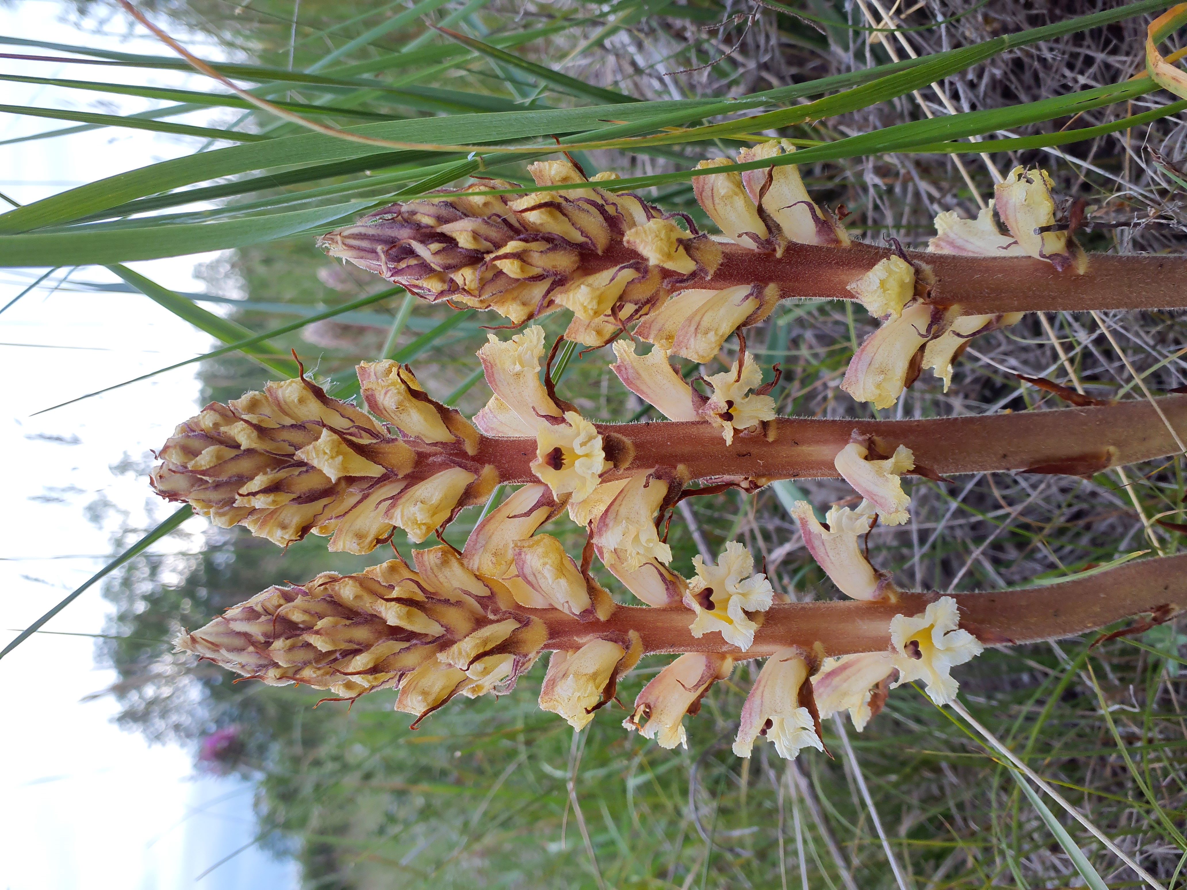 IMG_20260515_194728 orobanche reticulata pallidiflora, spitzerberg, 2026-05-15.jpg