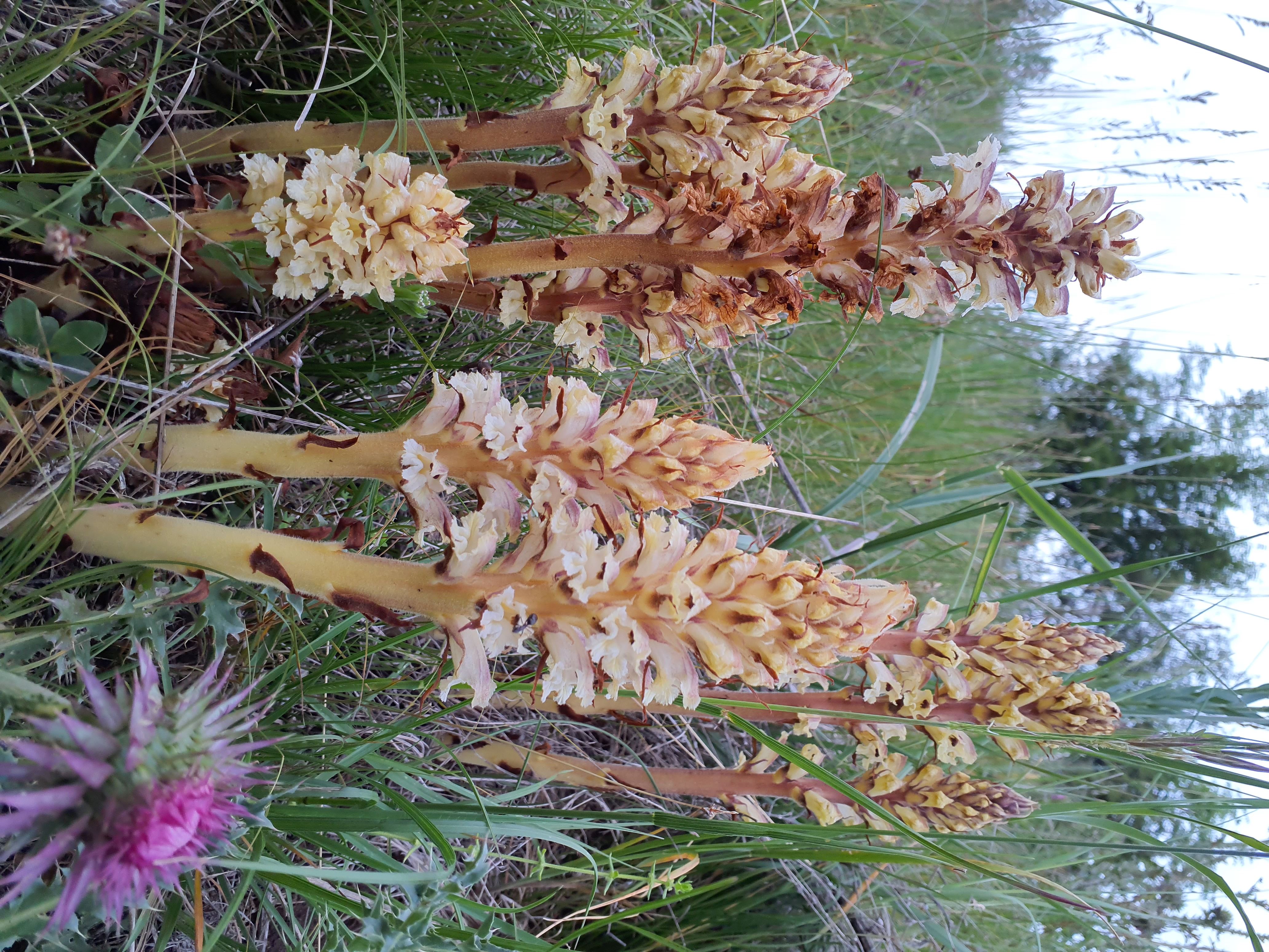 IMG_20260515_195217 orobanche reticulata pallidiflora, spitzerberg, 2026-05-15.jpg