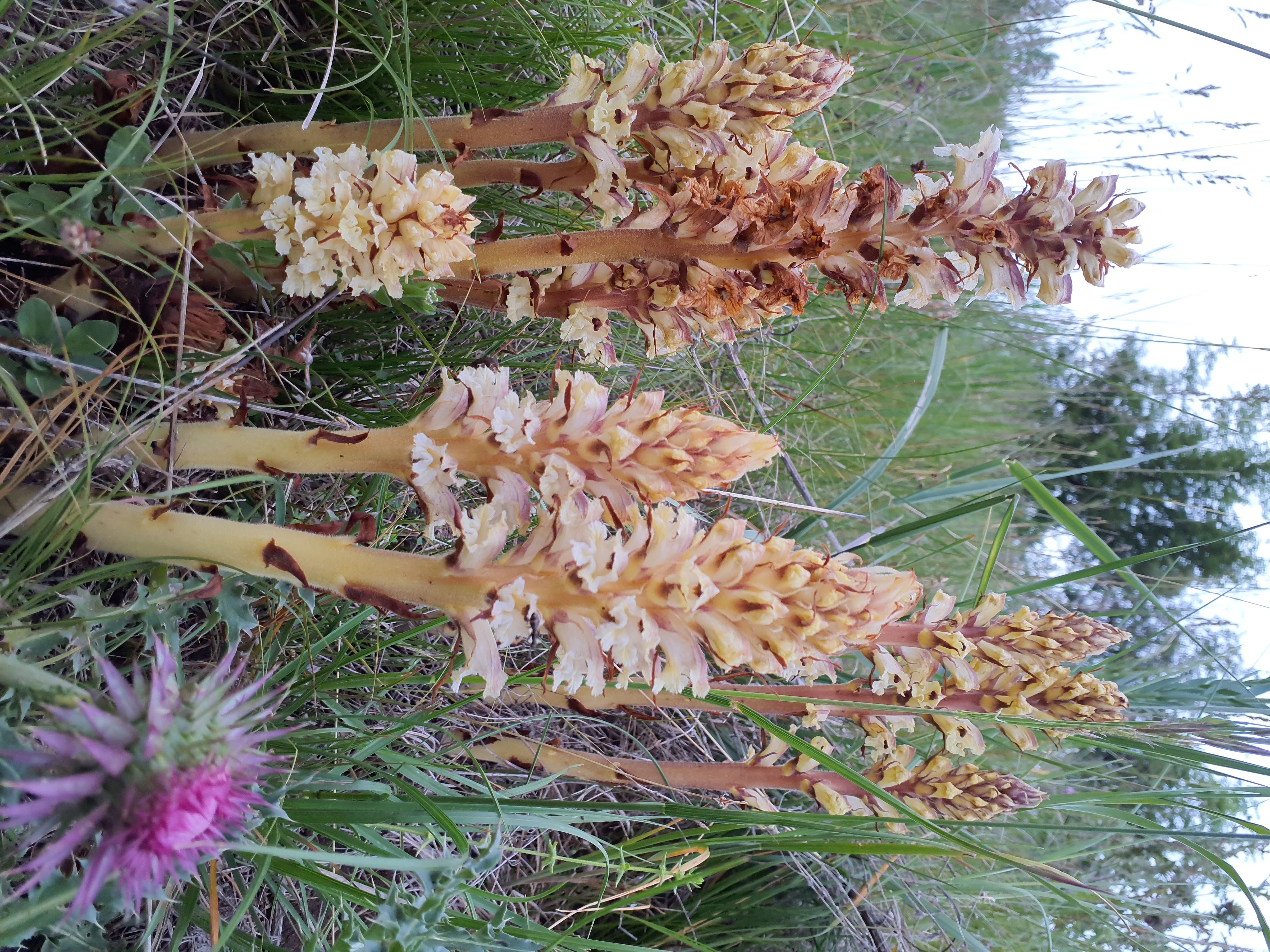 IMG_20260515_195221 orobanche reticulata pallidiflora, spitzerberg, 2026-05-15.jpg