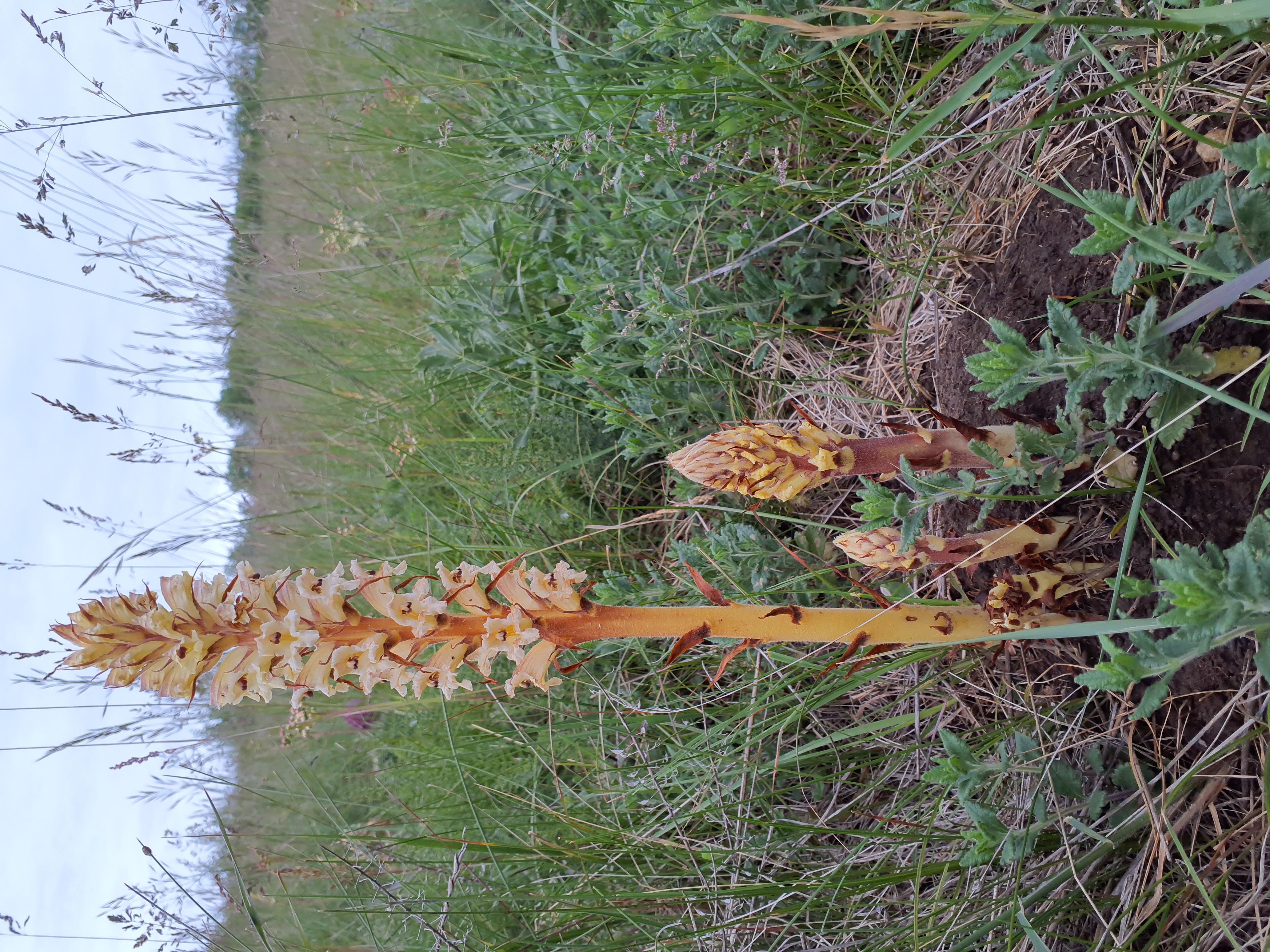 IMG_20260515_195319 orobanche reticulata pallidiflora, spitzerberg, 2026-05-15.jpg