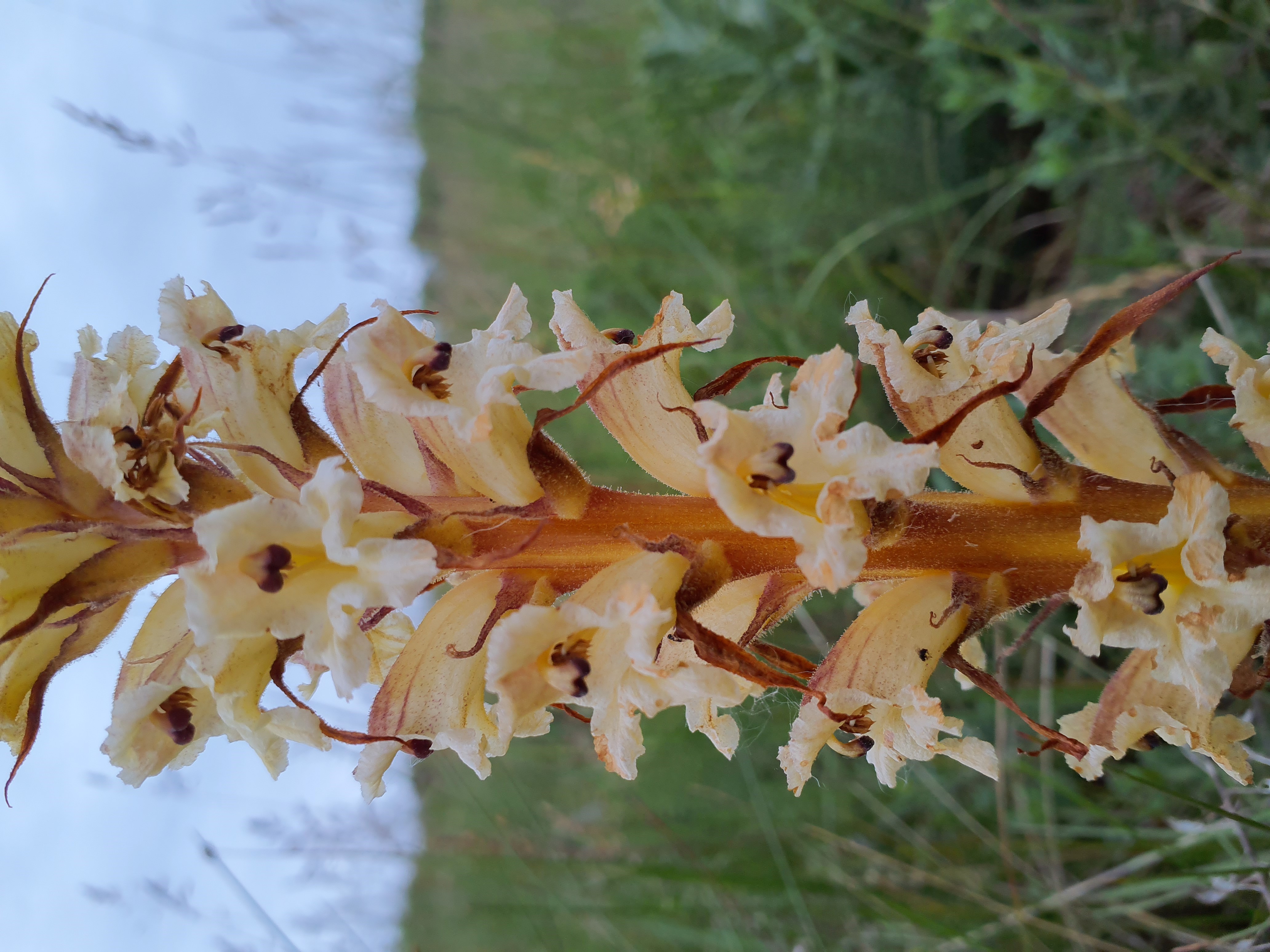 IMG_20260515_195341 orobanche reticulata pallidiflora, spitzerberg, 2026-05-15.jpg