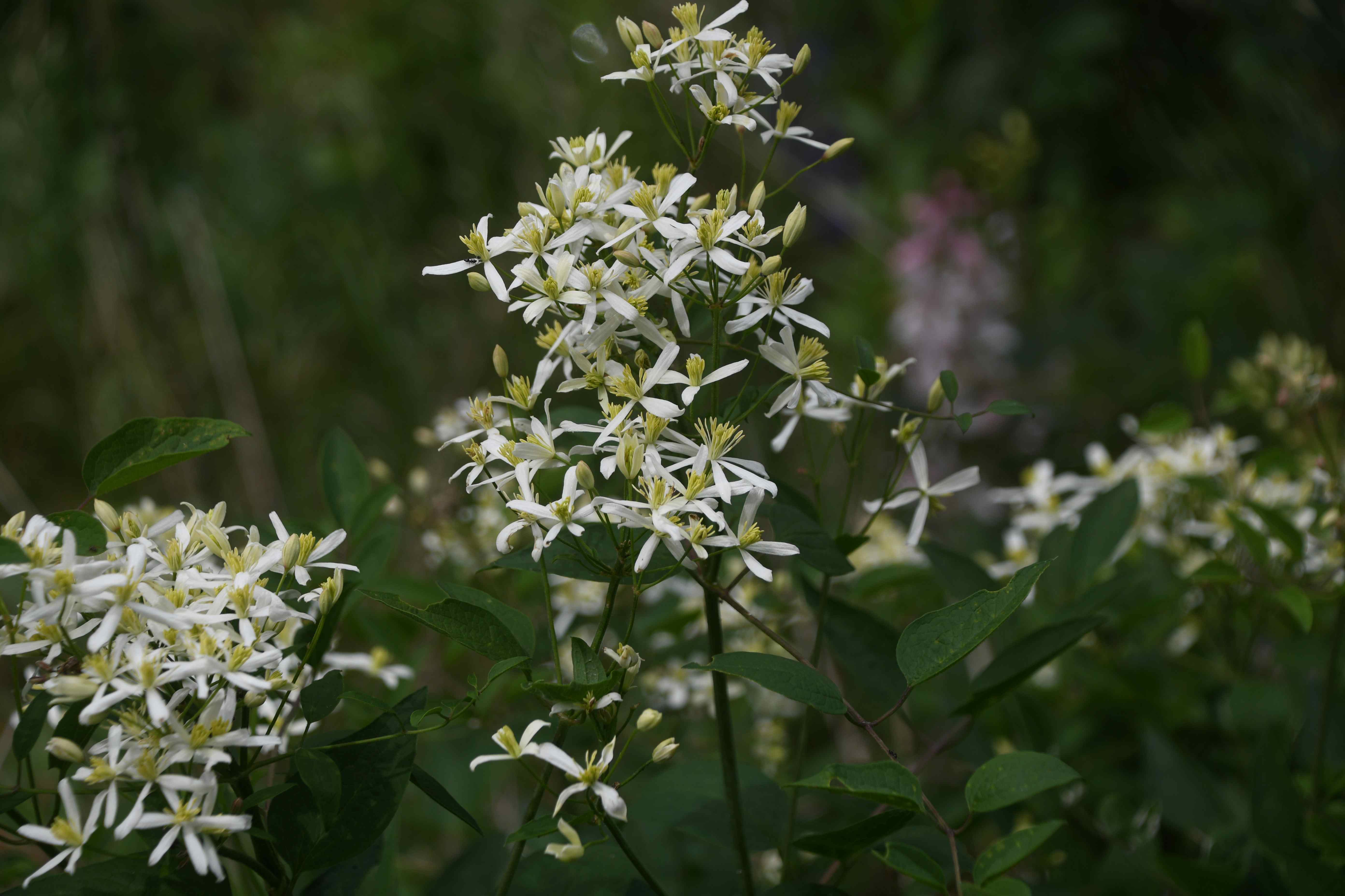 Pdf - 15052026 - (135) -- Clematis recta - Aufrecht-Waldrebe.JPG