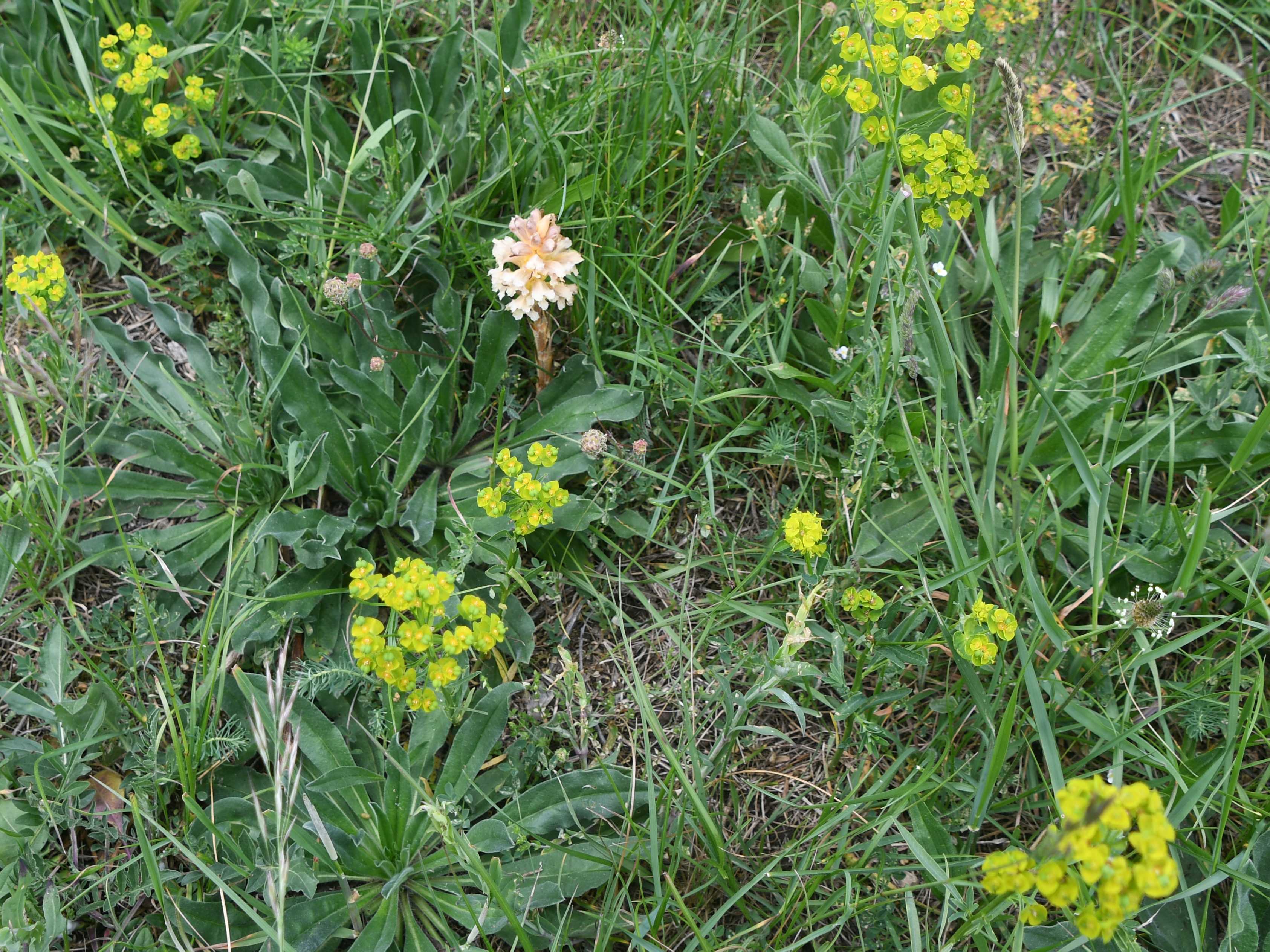 Pdf - 15052026 - (180) - kleine Heide - Orobanche lutea - Gelb-Sommerwurz.JPG