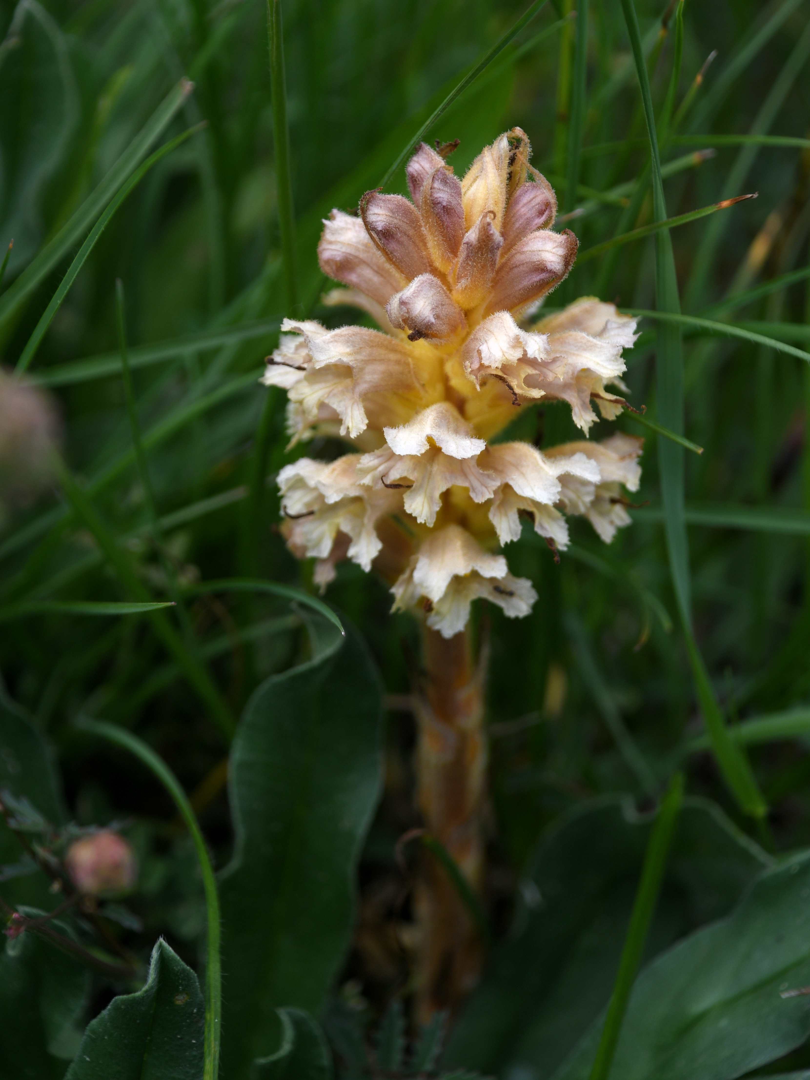 Pdf - 15052026 - (181) - kleine Heide - Orobanche lutea - Gelb-Sommerwurz.JPG