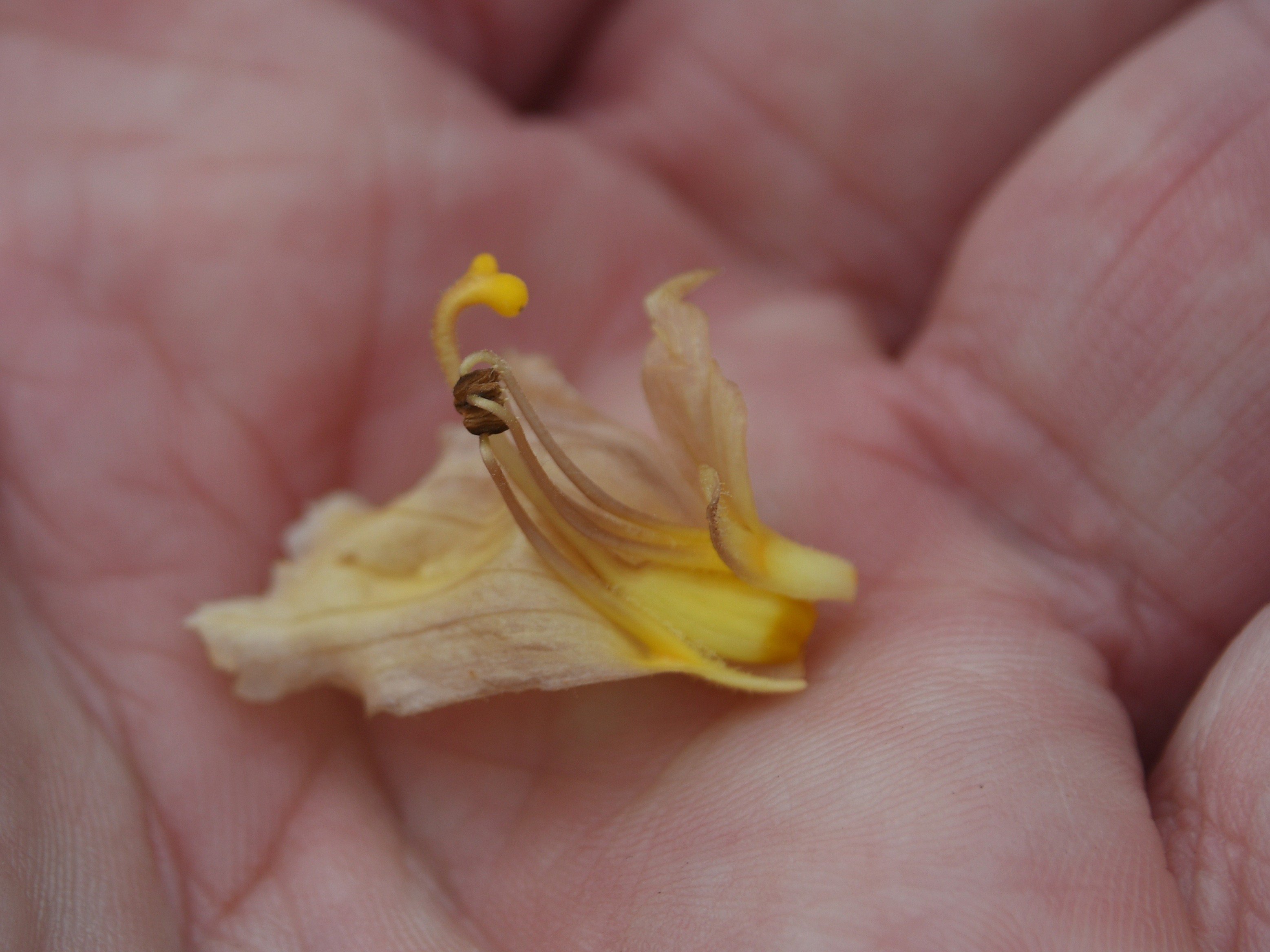 Pdf - 15052026 - (184) - kleine Heide - Orobanche lutea - Gelb-Sommerwurz.JPG