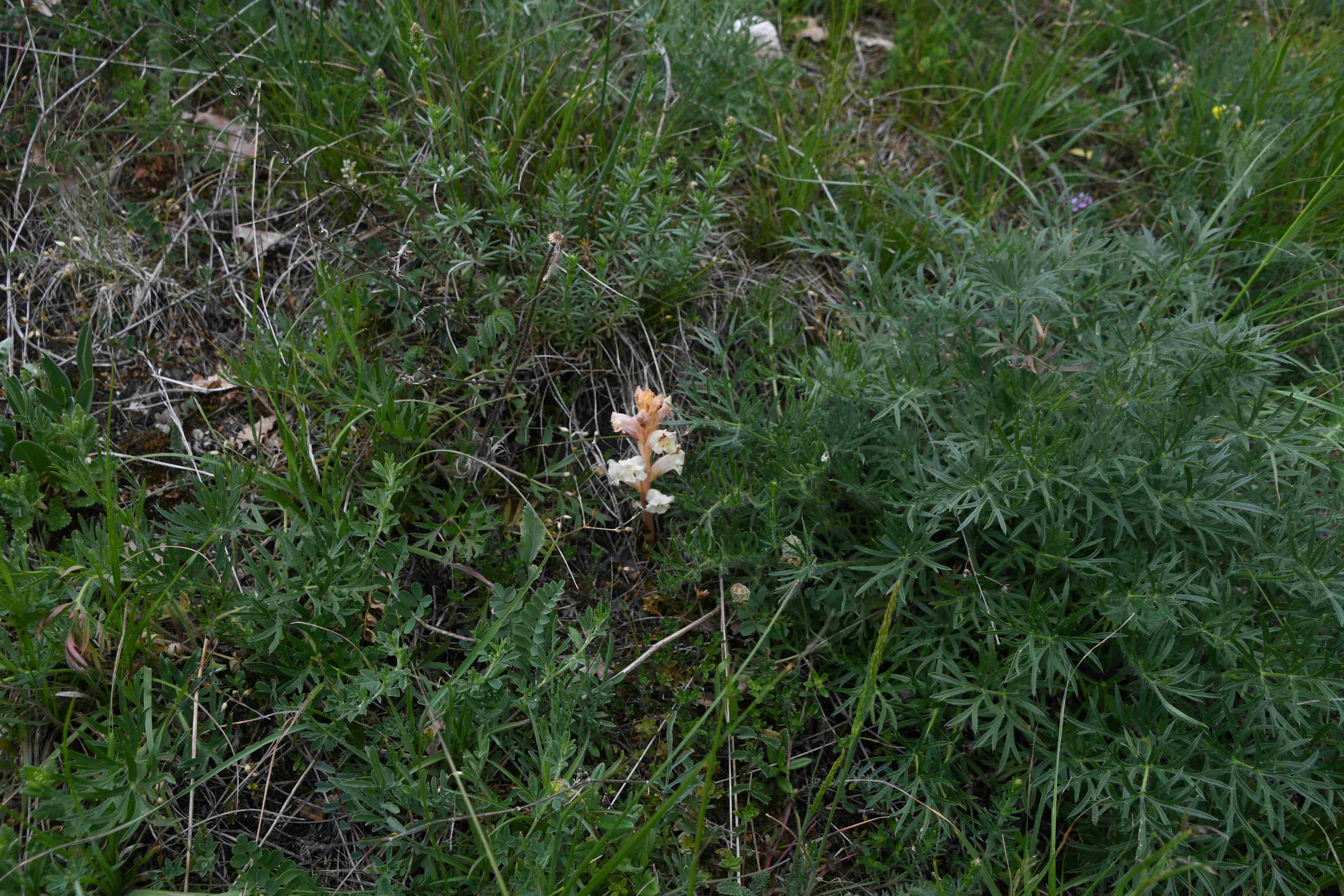 Pdf - 15052026 - (101) - kleine Heide.JPG